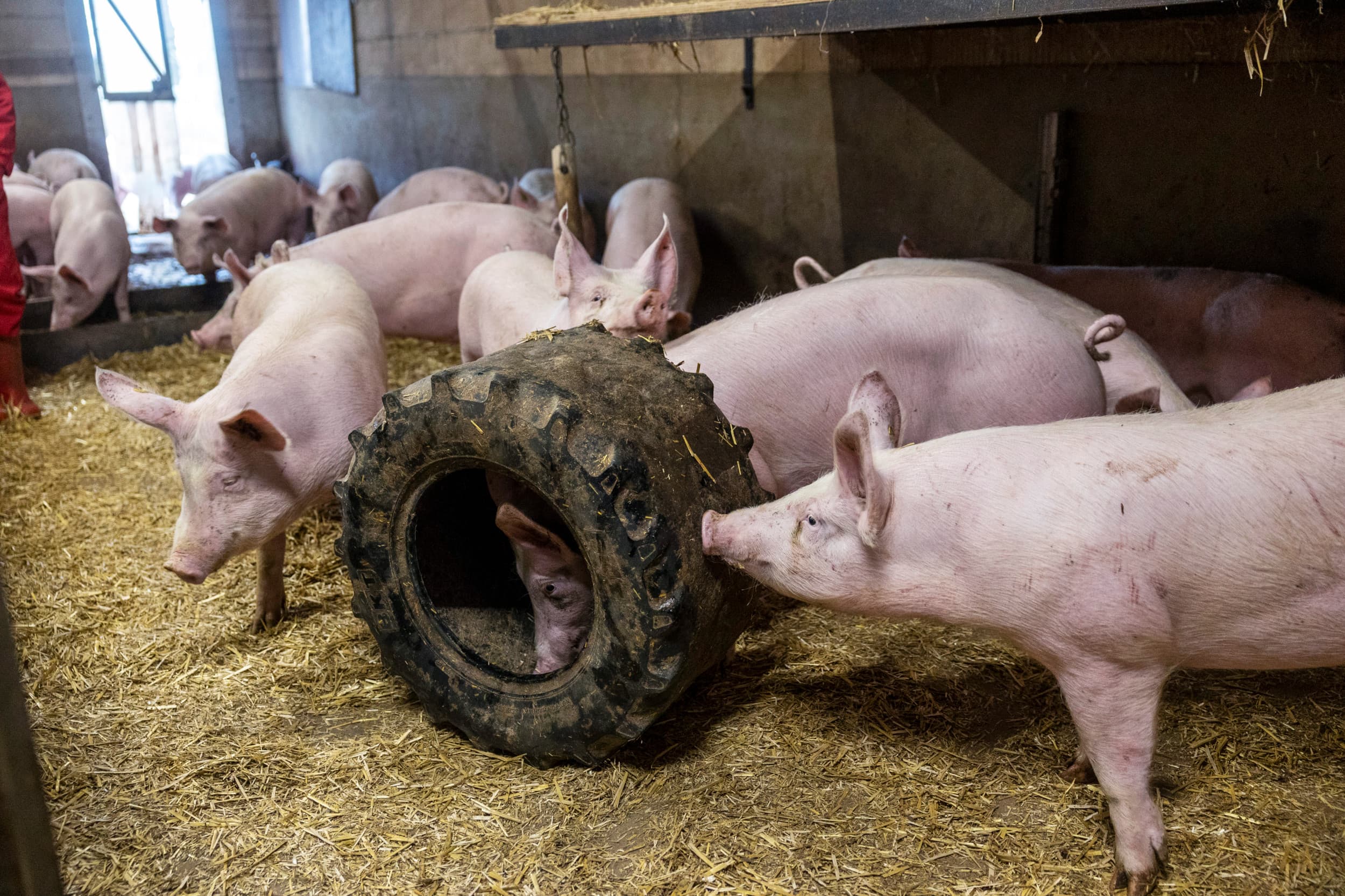 Het gewauwel miskent de hoge standaard van diergezondheid en dierenwelzijn die we hier hebben. Foto: Herbert Wiggerman