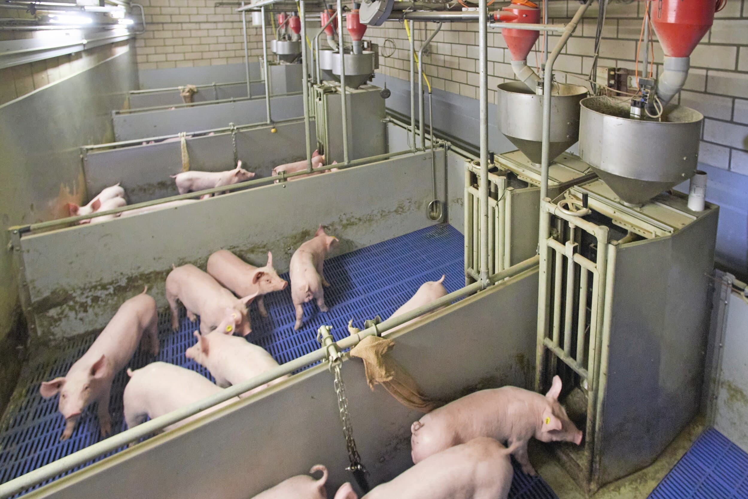 Onderzoek is commerciëler geworden en meer verspreid. Voeronderzoek vindt plaats op onderzoeksbedrijven, maar ook op praktijktestbedrijven om resultaten te valideren voor uitrol naar de praktijk. Foto: Van Assendelft Fotografie