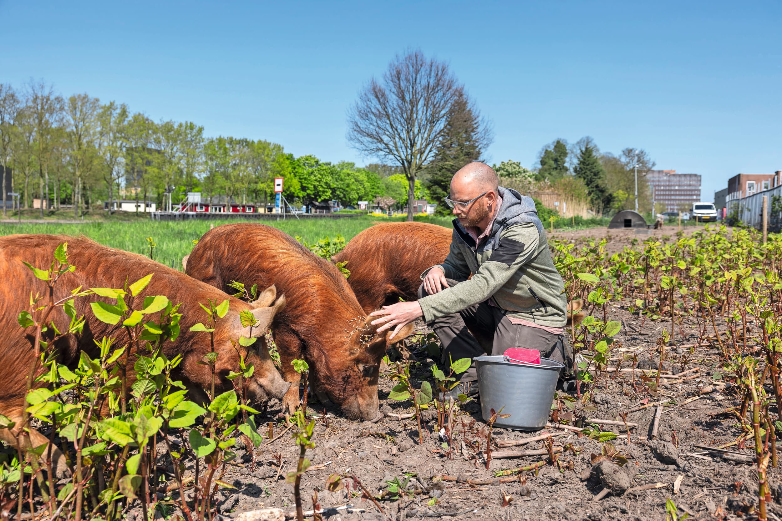 De Tamworth-varkens van Coen Landheer bestrijden in opdracht van Rijkswaterstaat de Japanse duizendknoop langs een kanaal in stedelijk gebied, waarbij de varkens ook zichtbaar zijn voor burgers. Foto's: Herbert Wiggermans