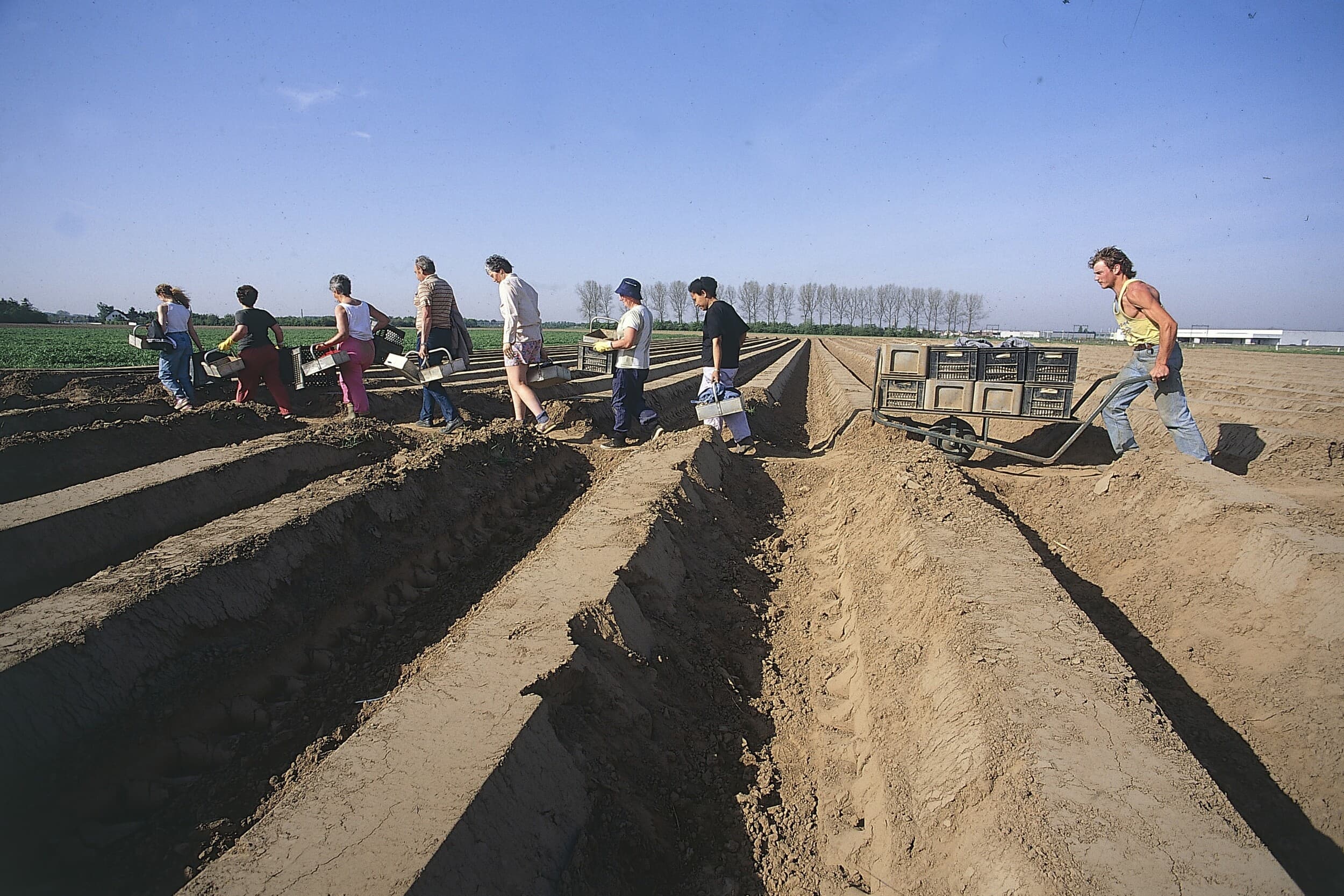 Bij seizoenswerk, zoals de oogst van asperges, blijft tijdelijke inzet van personeel mogelijk, ook onder de nieuwe flexregels. Foto: Theo Tangelder
