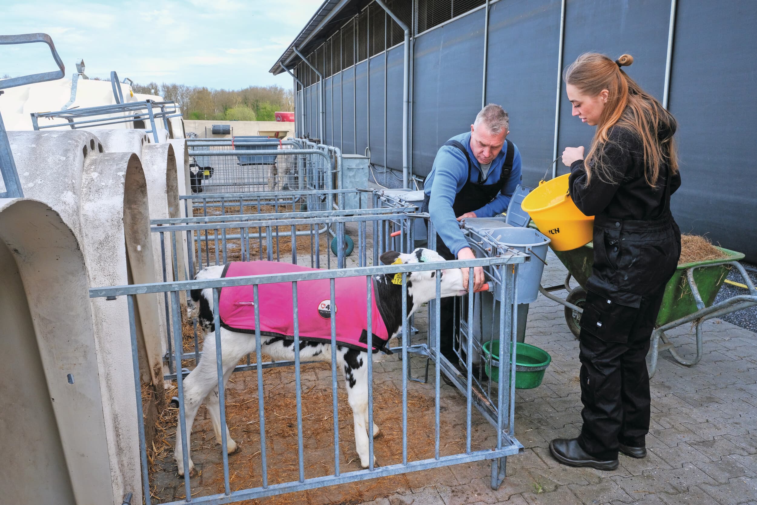 Met vaste afspraken zorgt de familie Jansen ervoor dat iedereen op elk moment de verzorging van de jongste kalveren op zich kan nemen. Stier- en vaarskalveren staan fysiek gescheiden, maar ook zichtbaar via dekjes en drinkbakjes. Foto’s: Jan Willem van Vliet