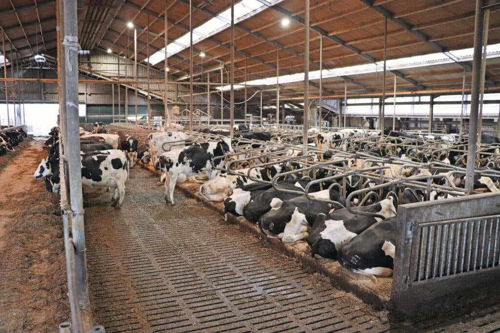 Melkveebedrijf De Lange Hoeve heeft twee locaties en melkt op één locatie 350 stuks melkvee met een 28-stands BouMatic-carrousel. Familie Van den Heuvel wil naar 380 stuks melkvee groeien, die gemolken moeten worden met vier GEA 5000-melkrobots (de BouMatic-carrousel blijft ook in gebruik). In de nieuwe stal (en renovatie van de bestaande stal) komen dichte, emissiereducerende rubberen vloeren van Opti-Cow.