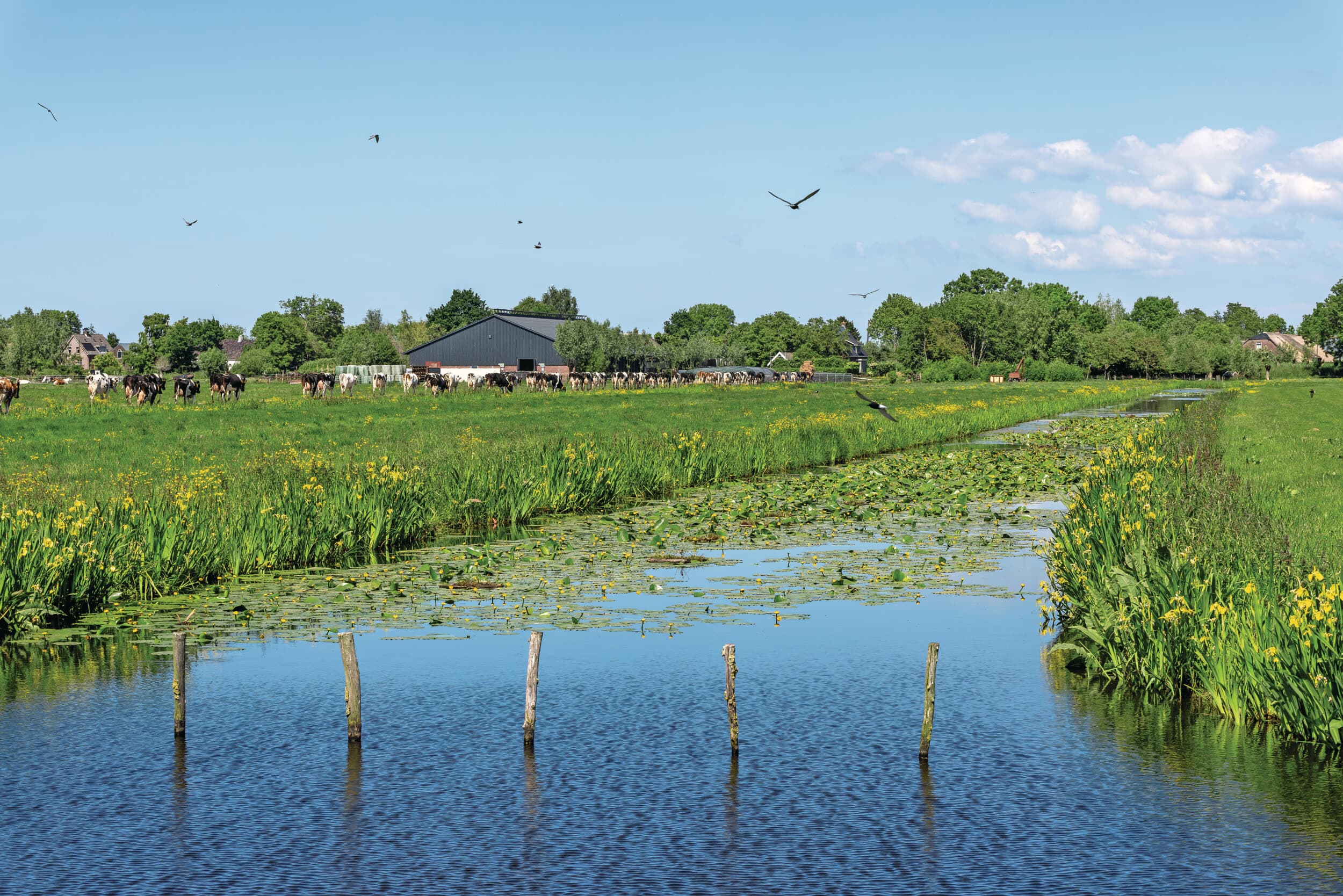 Koeien op weg van het weiland naar de stal. Op de voorgrond een kolonie zwarte sterns boven een boerensloot met houten vlotjes waarop ze broeden, een voorbeeld van succesvol agrarisch natuurbeheer. Foto: Harry Kolenbrander