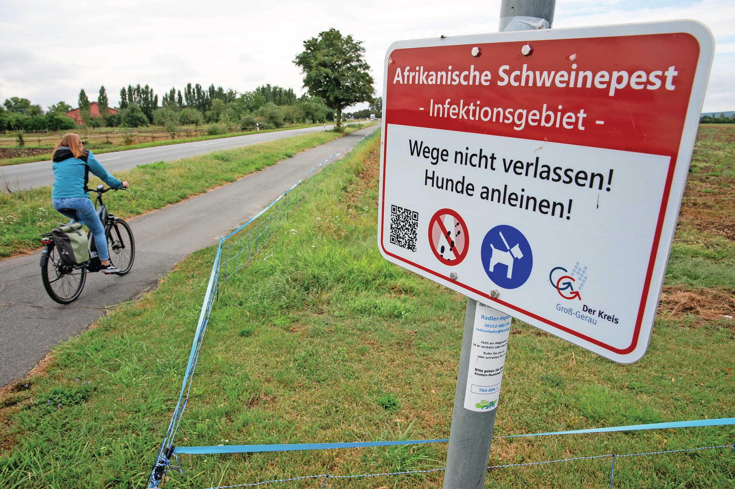 De Duitse deelstaat Noordrijn-Westfalen heeft nog geen grip op de uitbraken van Afrikaanse varkenspest. In andere deelstaten is de situatie juist een stuk rustiger. Foto: Twan Wiermans
