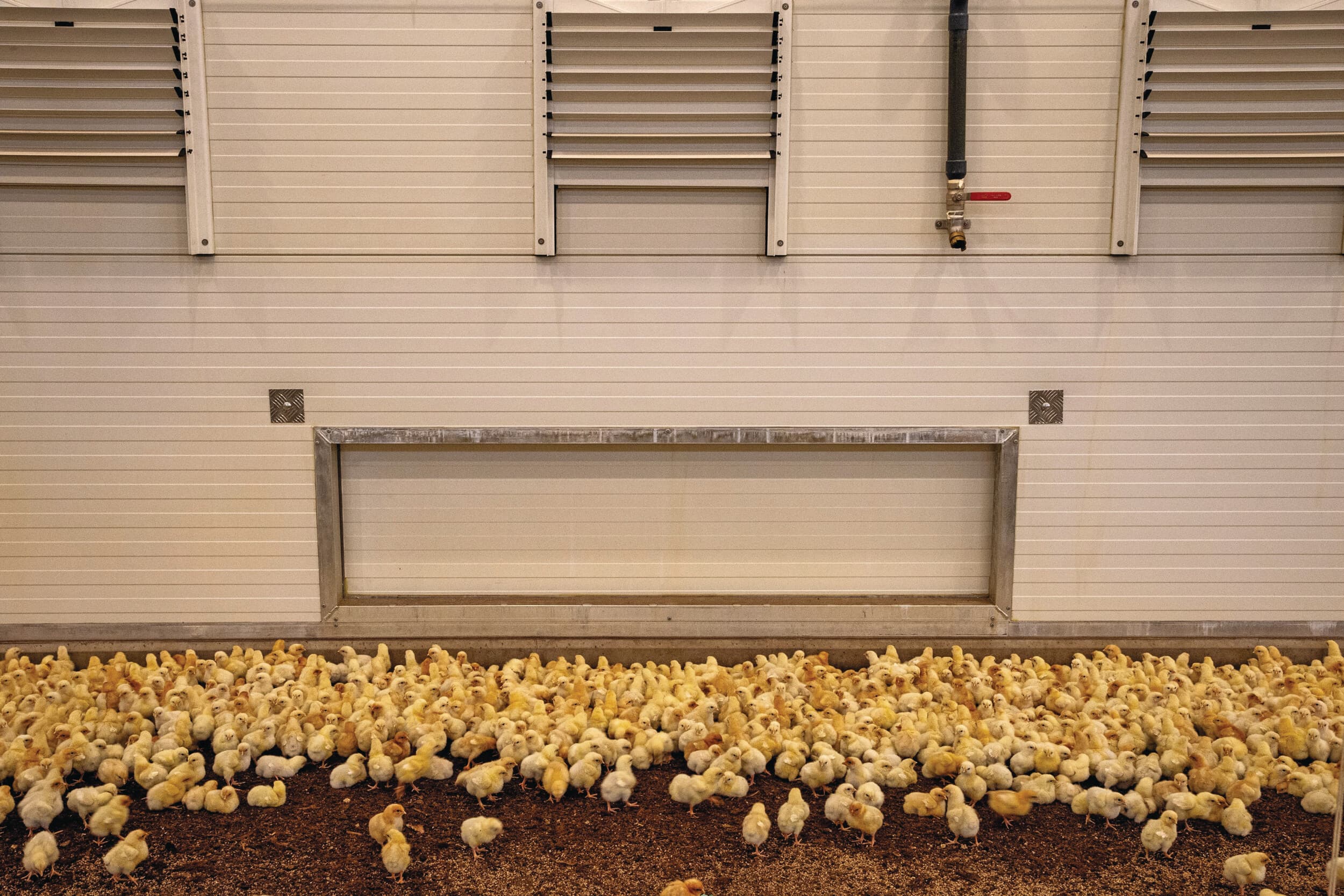 biosecurity veehouderij