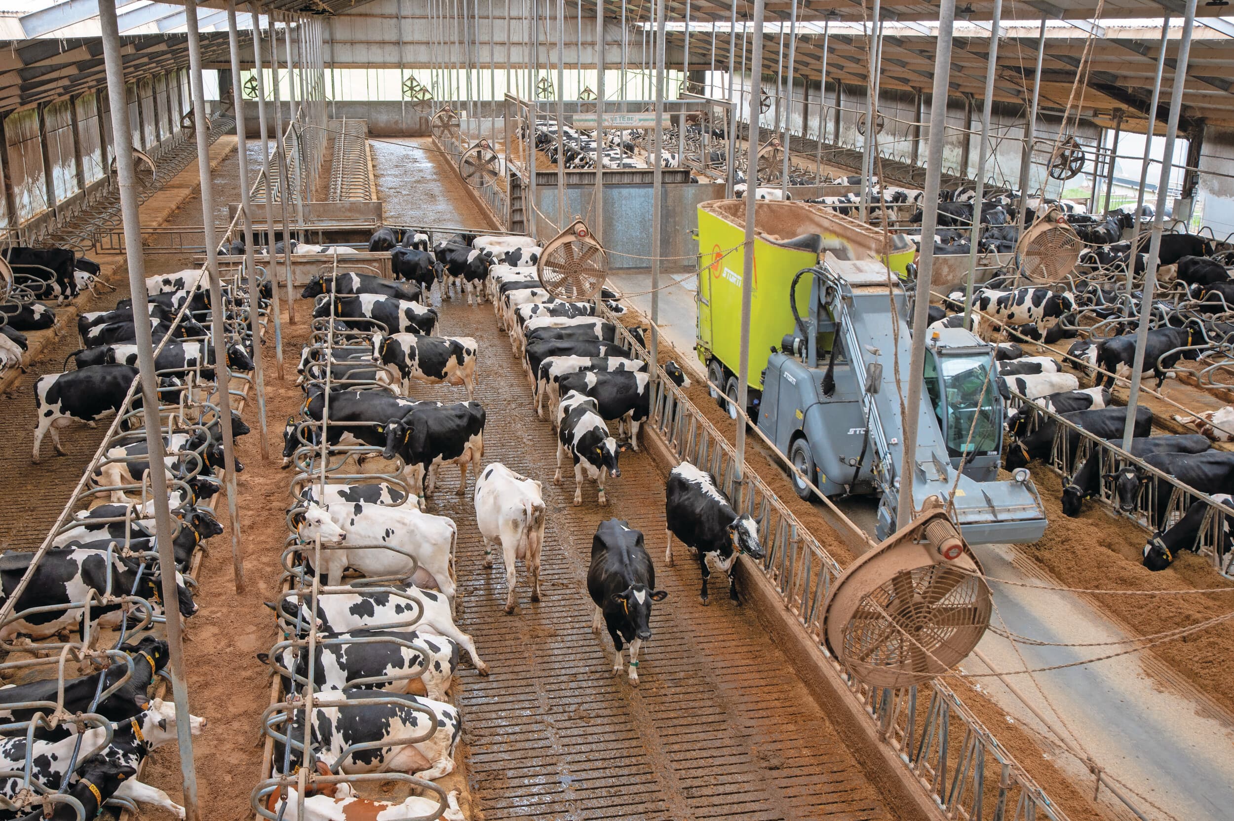 De 900 melkkoeien staan jaarrond opgestald in twee ligboxenstallen, gebouwd in 2014 en 2021. Die stallen staan naast elkaar. Het voeren gebeurt met een speciaal voor het bedrijf gebouwde zelfrijdende voermengwagen met NIR-analyse. Foto's: Twan Wiermans
