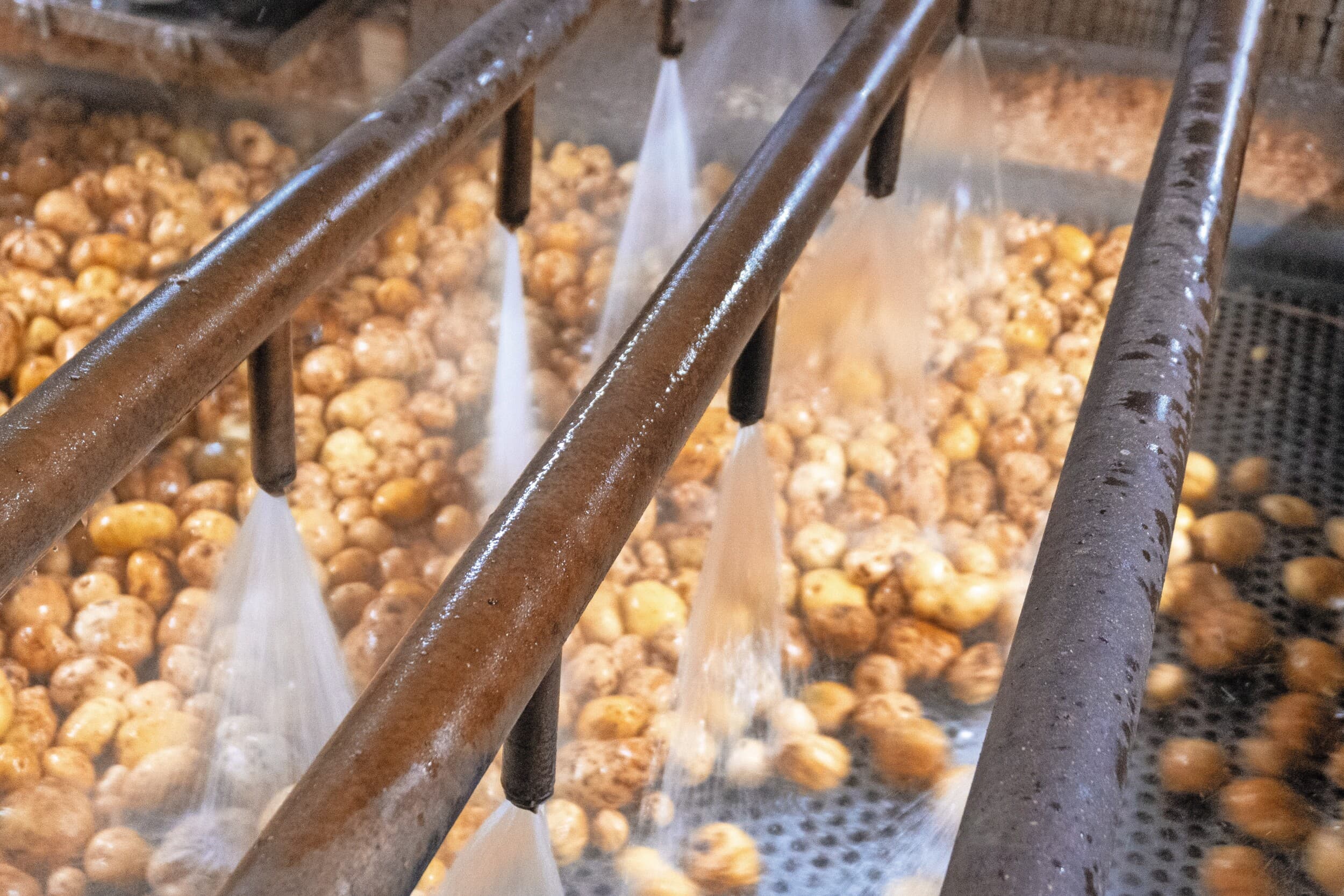 Aardappelen worden gewassen voor verwerking bij Avebe. Foto: Michiel Eberwijn