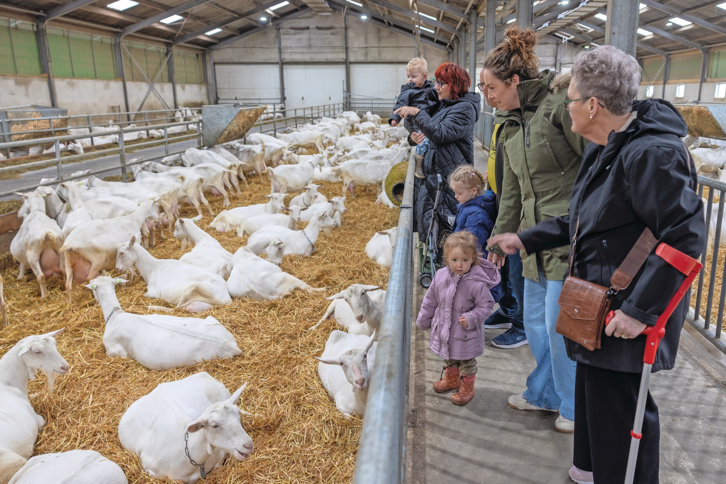 Bezoekers genieten van de geiten bij geitenbedrijf De Mèkkerstee in Ouddorp. Na de publicatie van onderzoeken naar longontstekingen en geitenhouderij was het kort rustiger, daarna kwamen bezoekers weer terug. Foto: Peter Roek