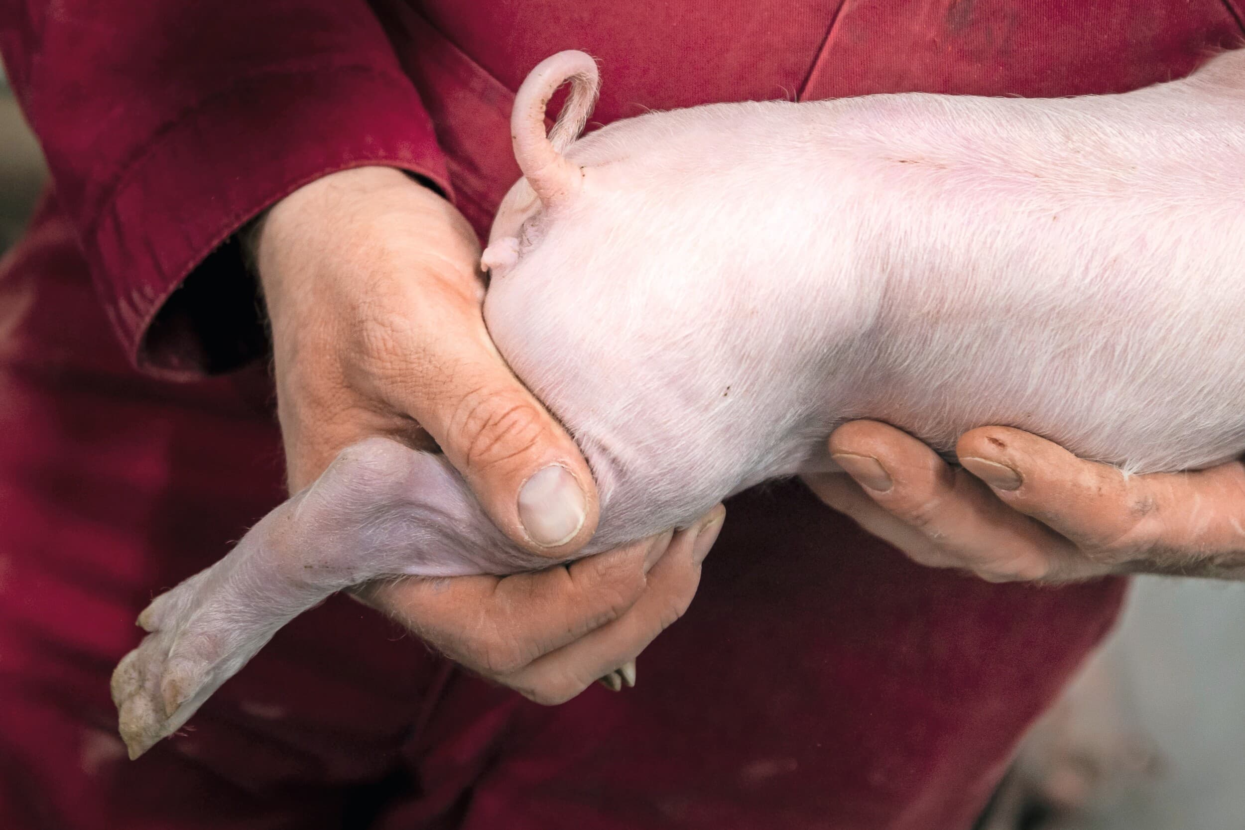 diergezondheid varkens krulstaarten