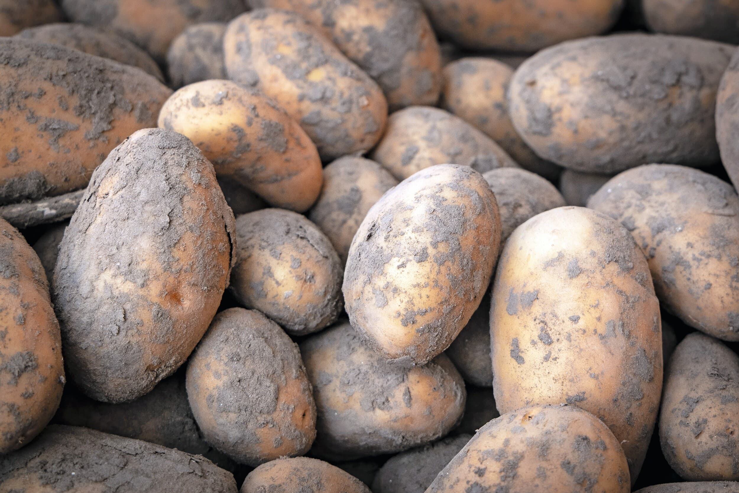 aardappelen als meststof