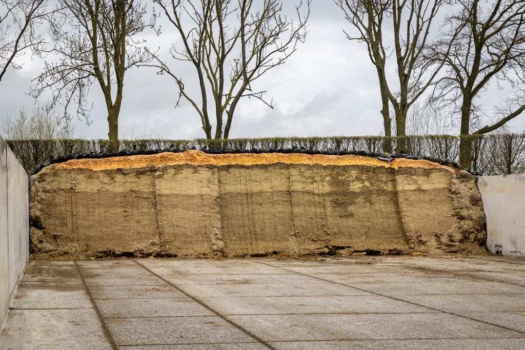 De melkveehouder gebruikt citruspulp als afdekmiddel en broeiremmer. Het vocht van de pulp trekt langzaam in de kuil.