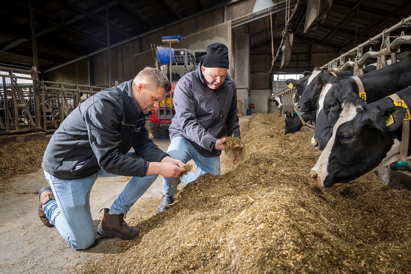Waar broeiremmers niet altijd voldoende waren, werkt citruspulp wel. Het bederft zelf niet en je voert het gewoon mee. Foto's: Van Vulpen Veevoeders