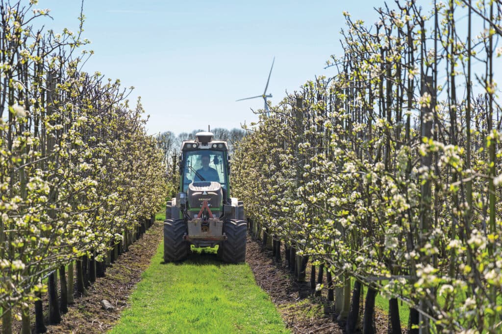 Jelte is veel in de boomgaard te vinden. Naast 1 hectare appels telen ze 34 hectare peren, te weten Conference, Doyenne du comice en Gräfin Gepa. Er komt veel bij kijken om te zorgen dat de bomen hun energie in vruchten stoppen en niet in de aanmaak van veel blad.