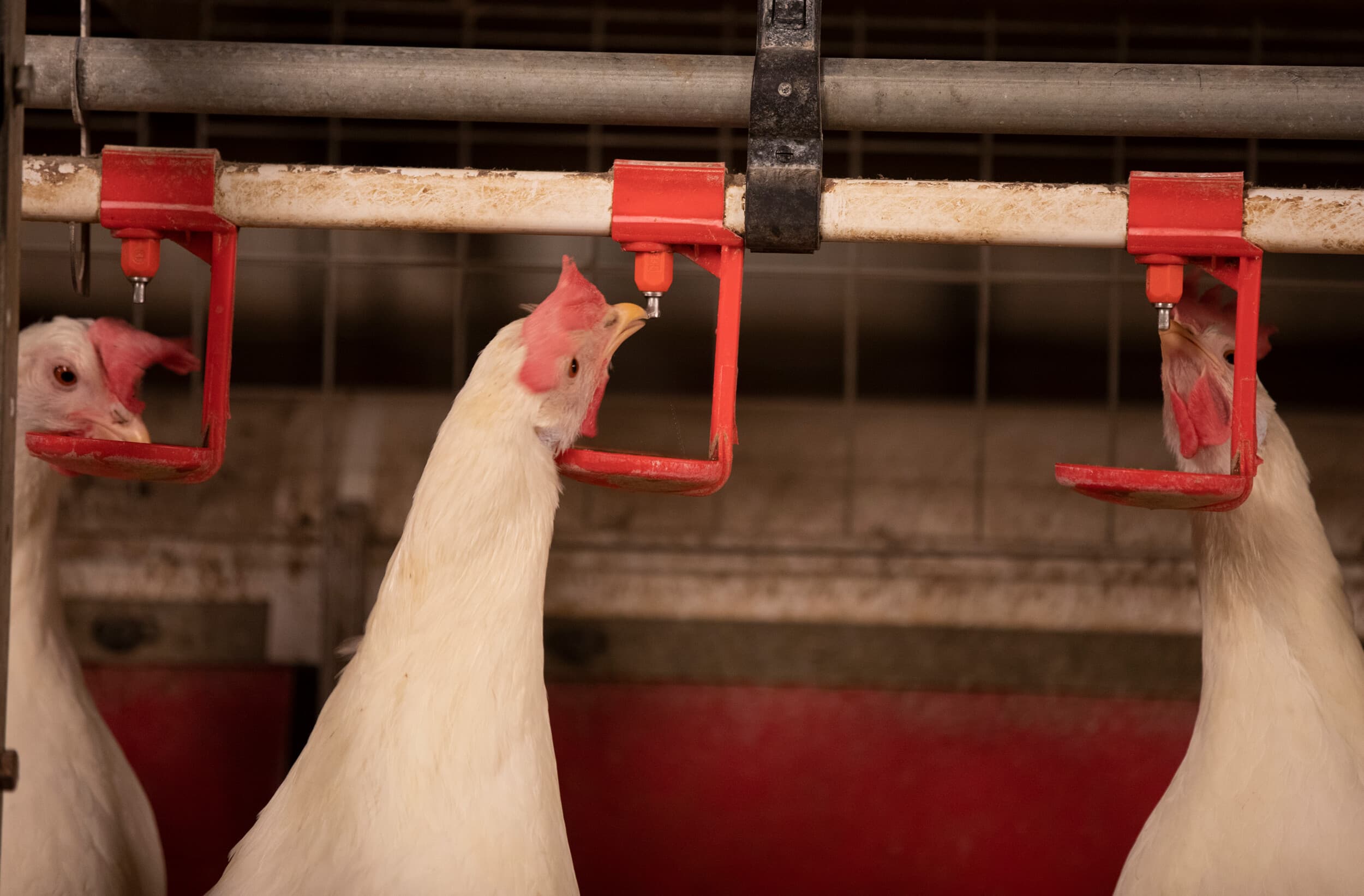 Drinknippels. Wat als de drinkwatervoorziening onder druk komt te staan? Foto: Hans Banus