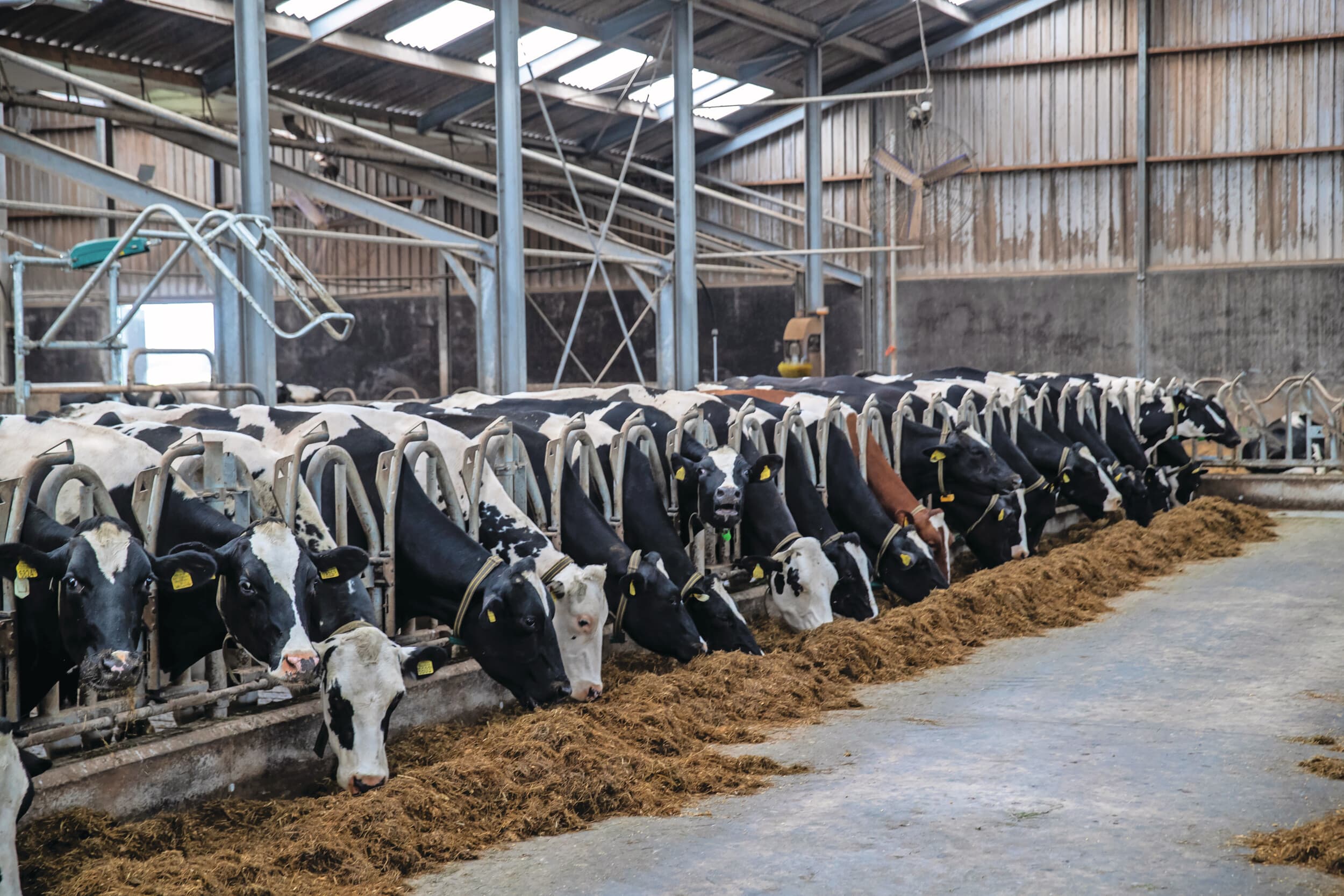 Melkveehouders zijn verplicht voldoende fosfaatrechten te hebben voor de fosfaatproductie van hun dieren. Foto ter illustratie. Foto: Ronald Hissink