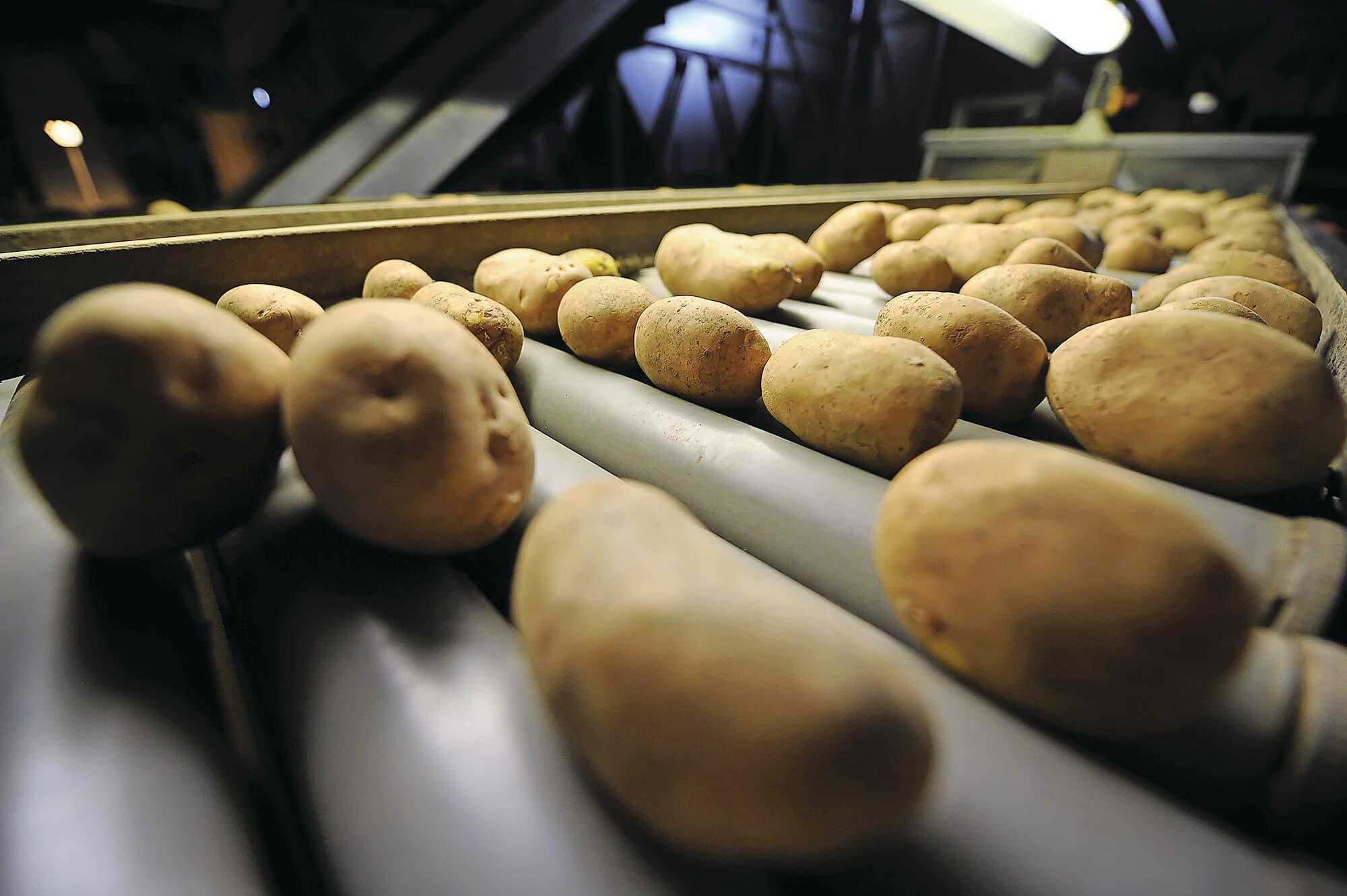 Belgische telers moeten nog veel aardappelen zien kwijt te raken. De helft van de oogst van 2025 ligt nog in de schuur. Foto: Vavi