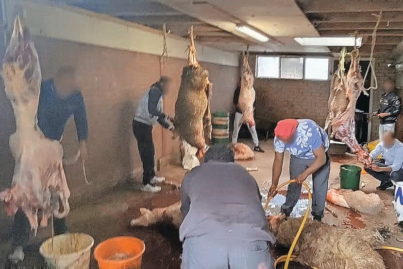 illegale slachterij Friesland