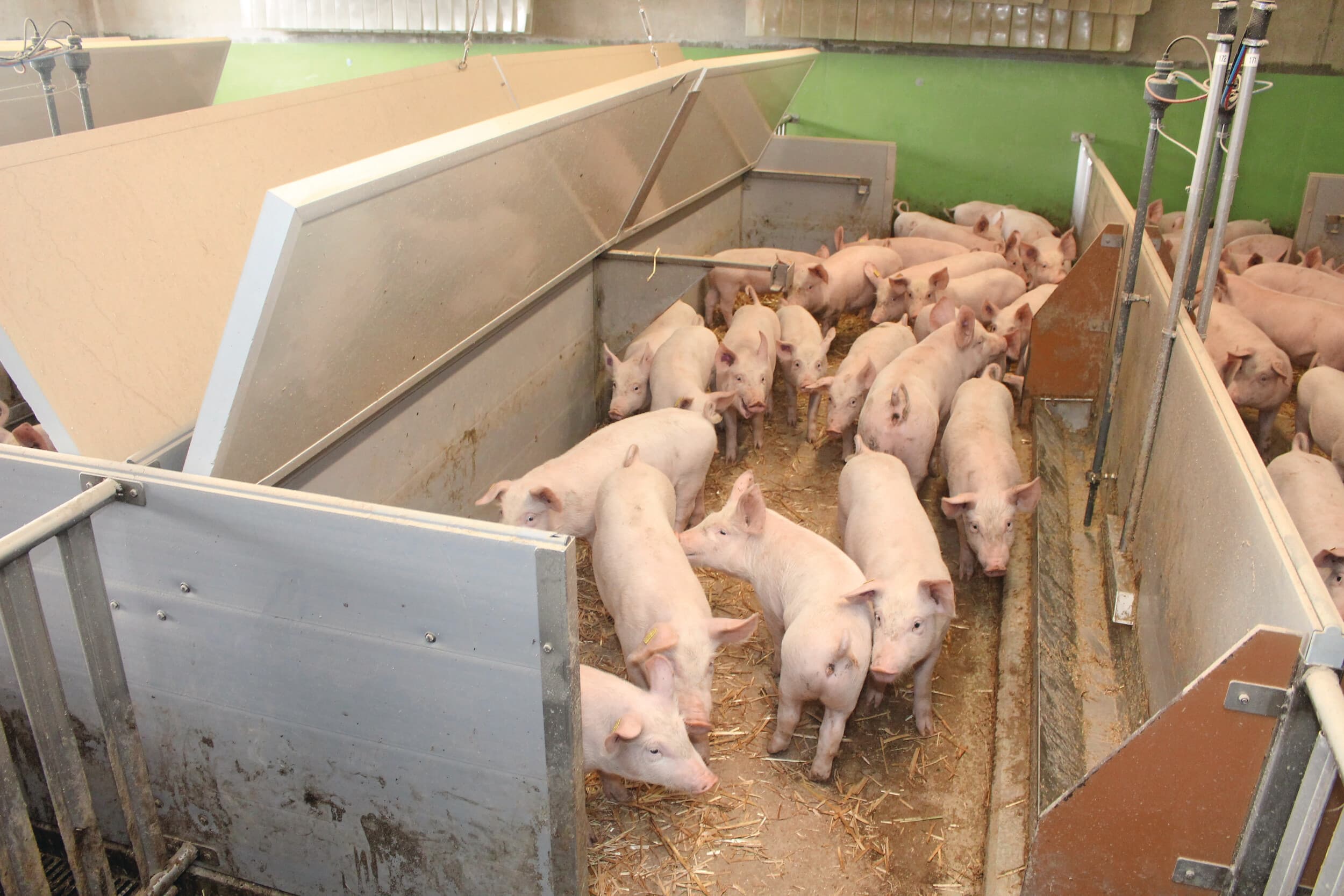 onderkruip bij gespeende biggen