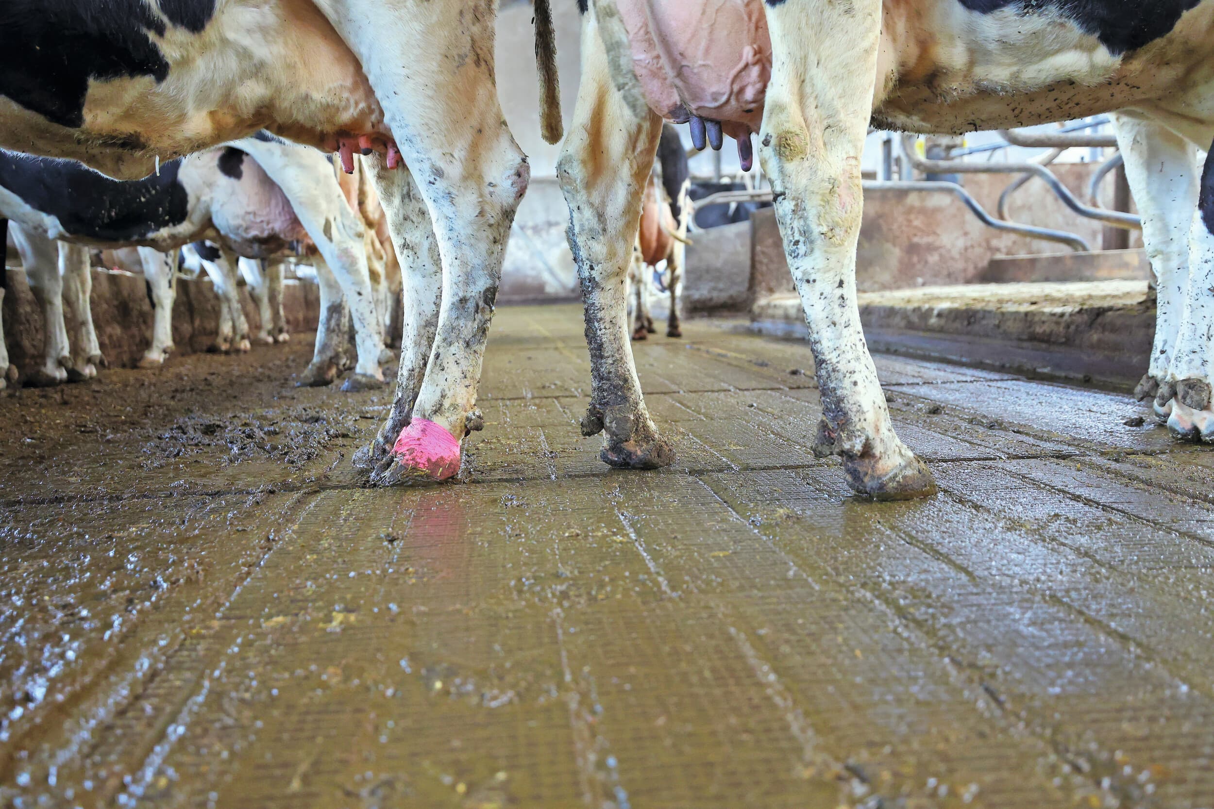 Kreupelheid is een van de belangrijkste redenen voor de afvoer van melkvee. Een praktijkgids moet veehouders en veehandel helpen in de beslissing of een koe nog is te vervoeren. Foto: Bert Jansen