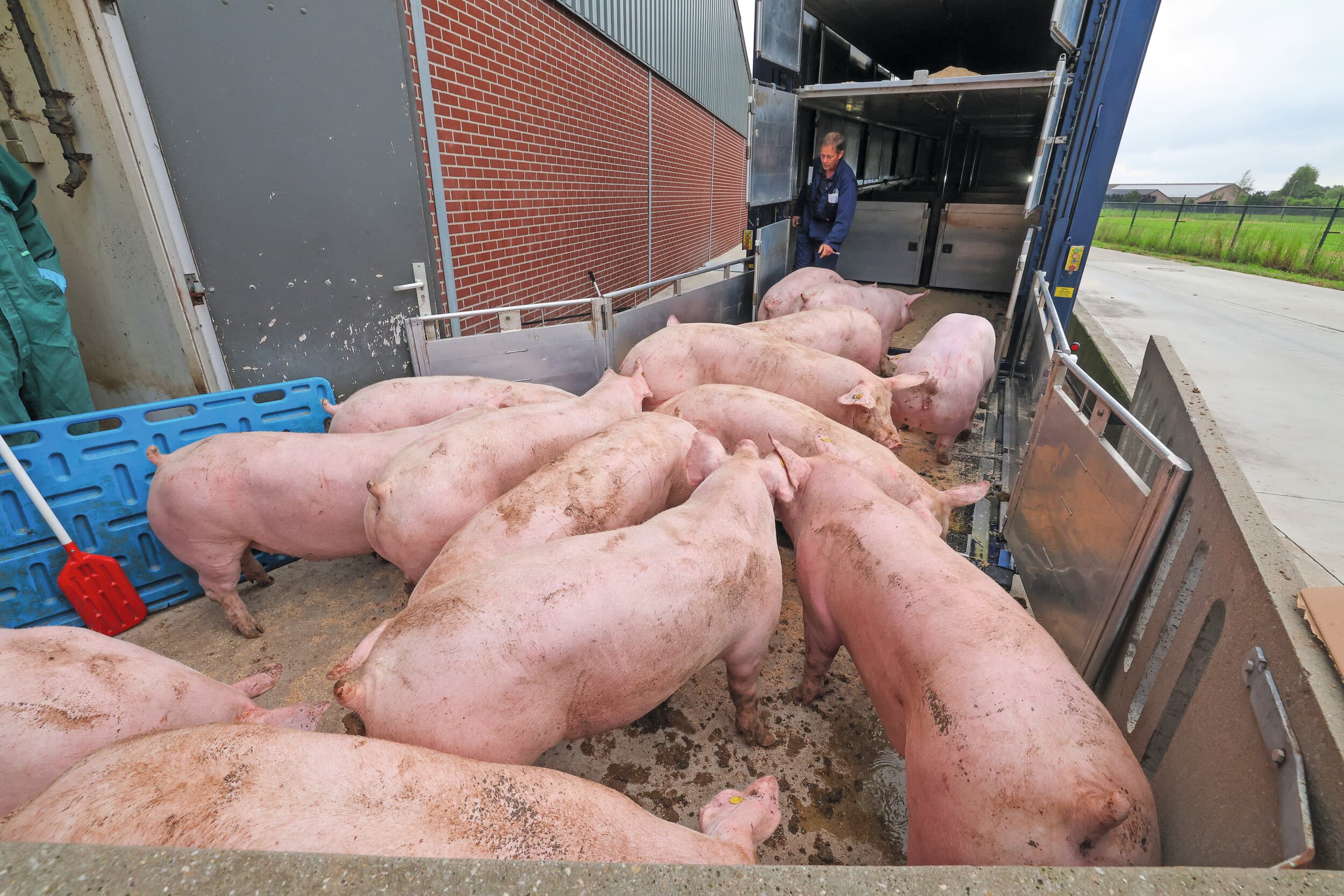 De varkenssector pleit al jaren voor een tropenrooster. Varkenshouders, transporteurs en slachterijen willen op warme dagen eerder beginnen met slachten. Foto: Bert Jansen