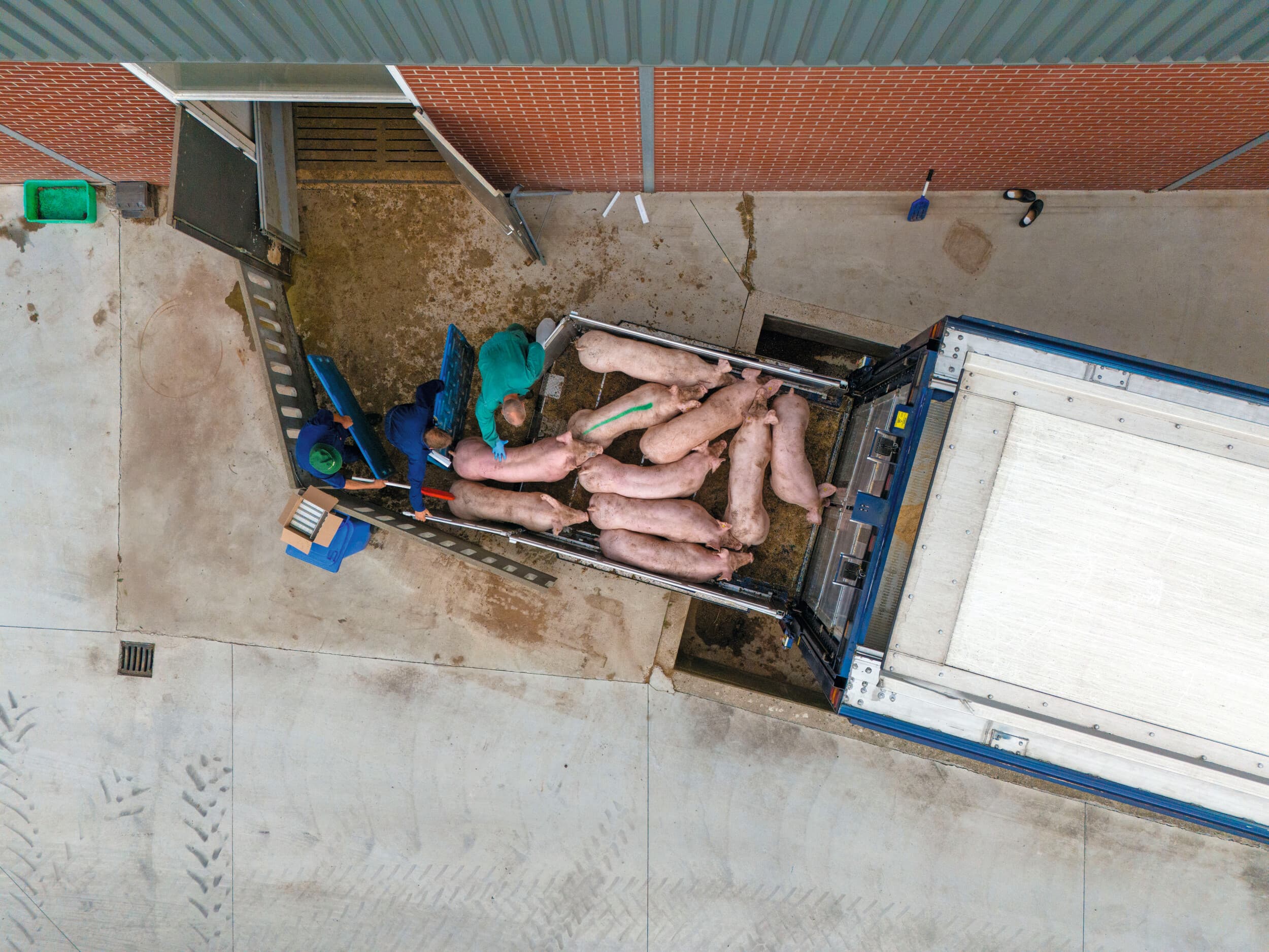 Varkens op transport. Foto ter illustratie, het getoonde transport heeft geen relatie tot het bijgaand artikel. Foto: Bert Jansen.