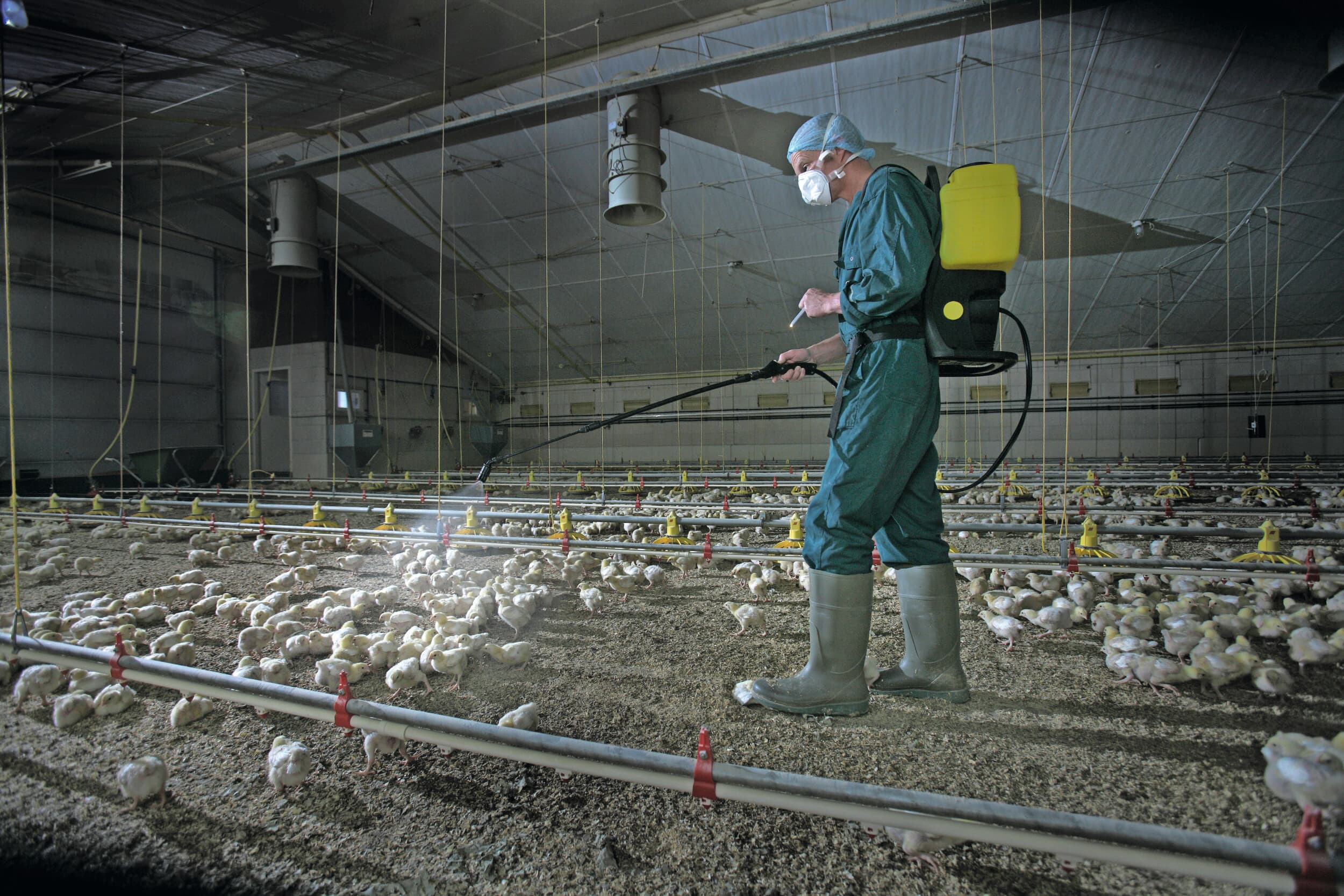 Archiefbeeld van een sprayenting tegen Newcastle Disease (NCD) bij vleeskuikens. Gezien de huidige situatie in Duitsland gaan stemmen op om het aantal vaccinaties bij vleeskuikens op te schalen. Foto: Jan Willem Schouten