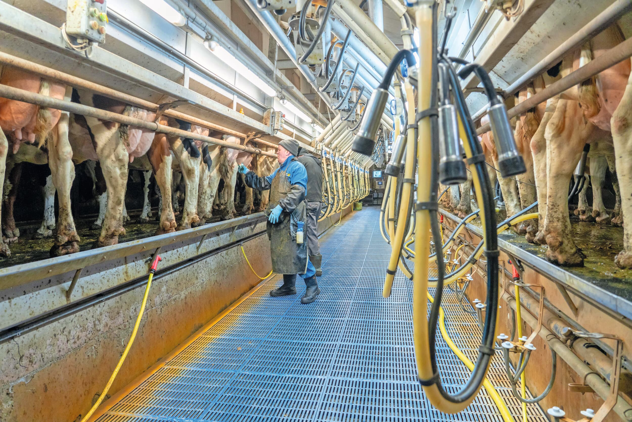 Een licht krimpende Europese melkproductie en een toenemende vraag zorgen voor een stijging van de langetermijnverwachting van de melkprijs naar €51,50 per 100 kilo melk. Foto: Jan Willem Schouten