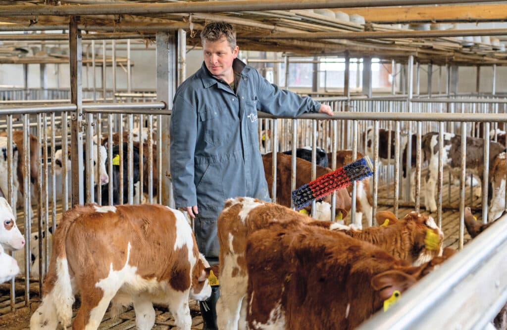 Jillis combineerde jarenlang zijn hoveniersbedrijf met de kalverhouderij thuis. Afgelopen januari besloot hij te stoppen met de tuinen en volledig voor de kalveren te gaan.