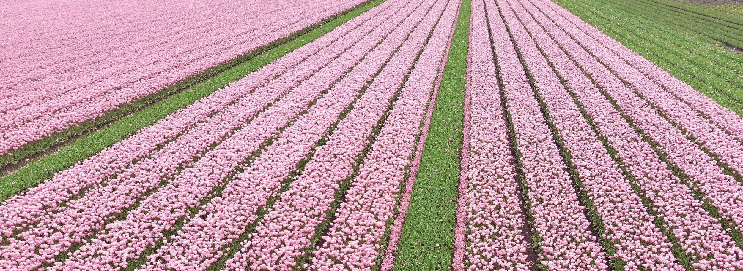 Tulpenveld. De strijd om middelengebruik vindt te vaak plaats in de rechtszaal. Foto: Mark Pasveer