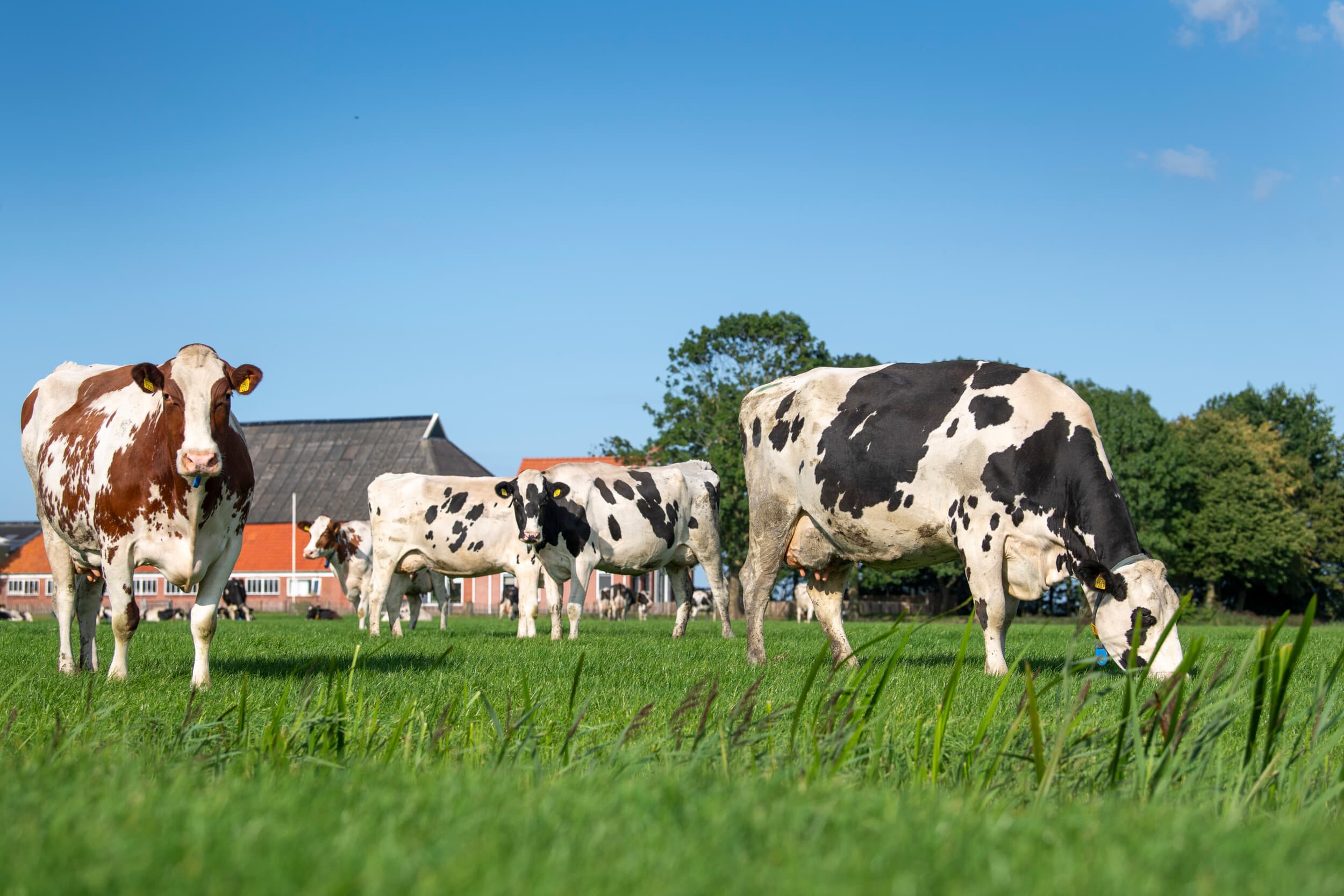 productiedaling zuivel vlees tarwe EU