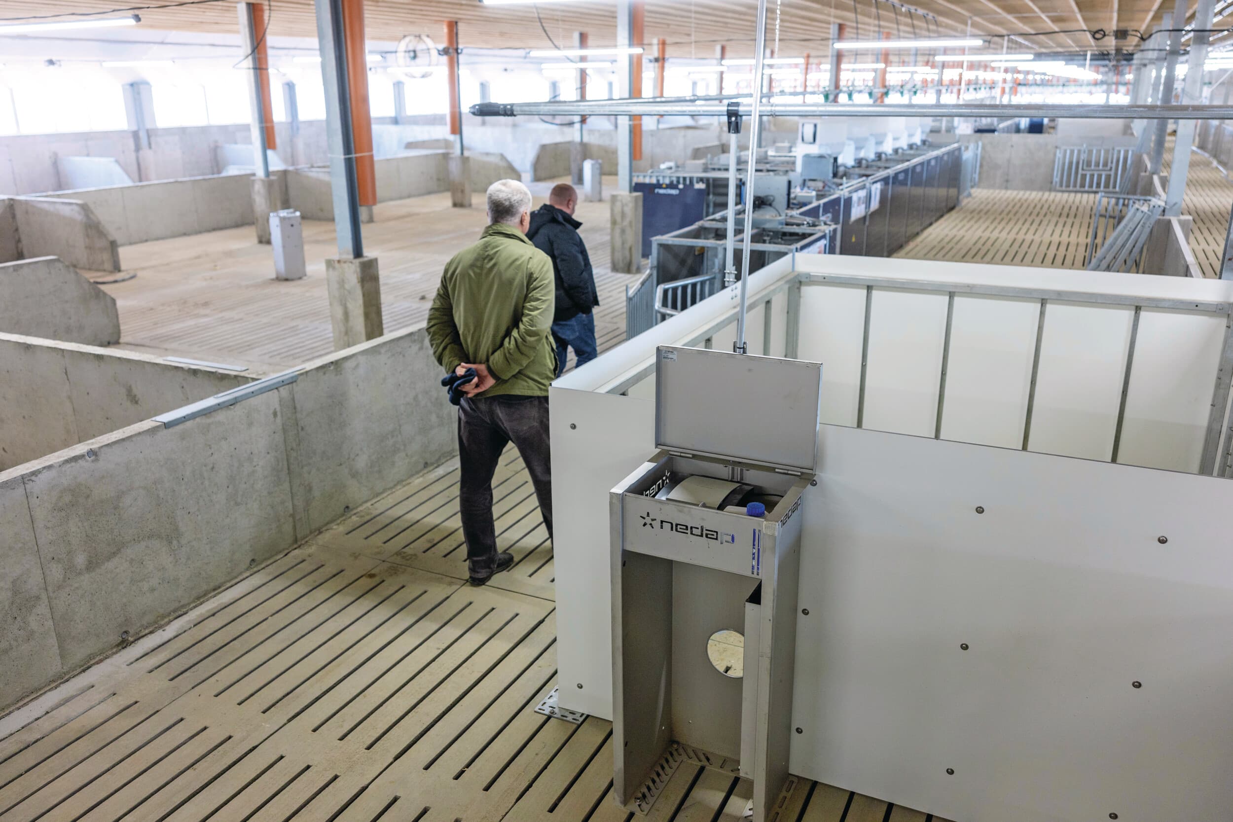 Een zeug die toch berig wordt, zal extra aandacht hebben voor de beer die in de groep is gehuisvest. Als de zeug haar kop door de opening van het berenhok steekt, wordt ze herkend door middel van het oormerk. Een berige zeug zal zich continu melden bij de beer.
