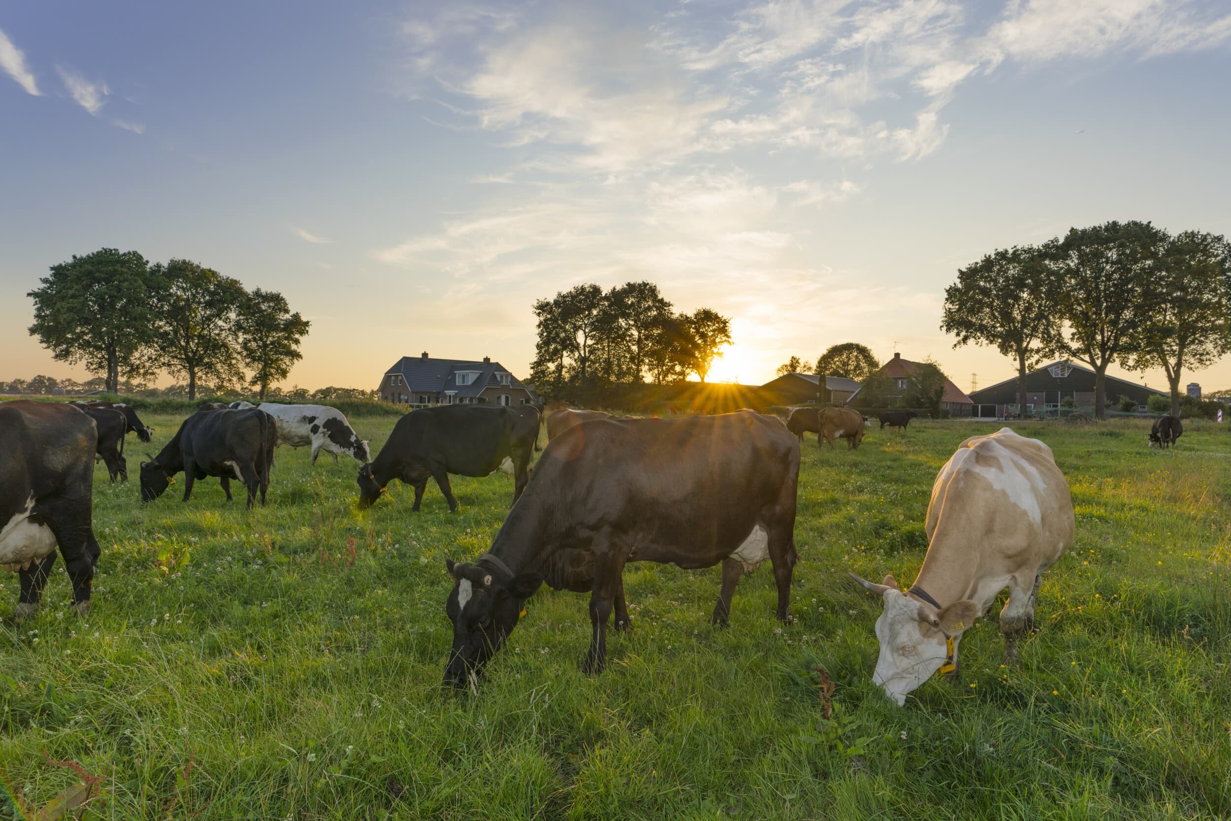 Prijs biologische melk daalt