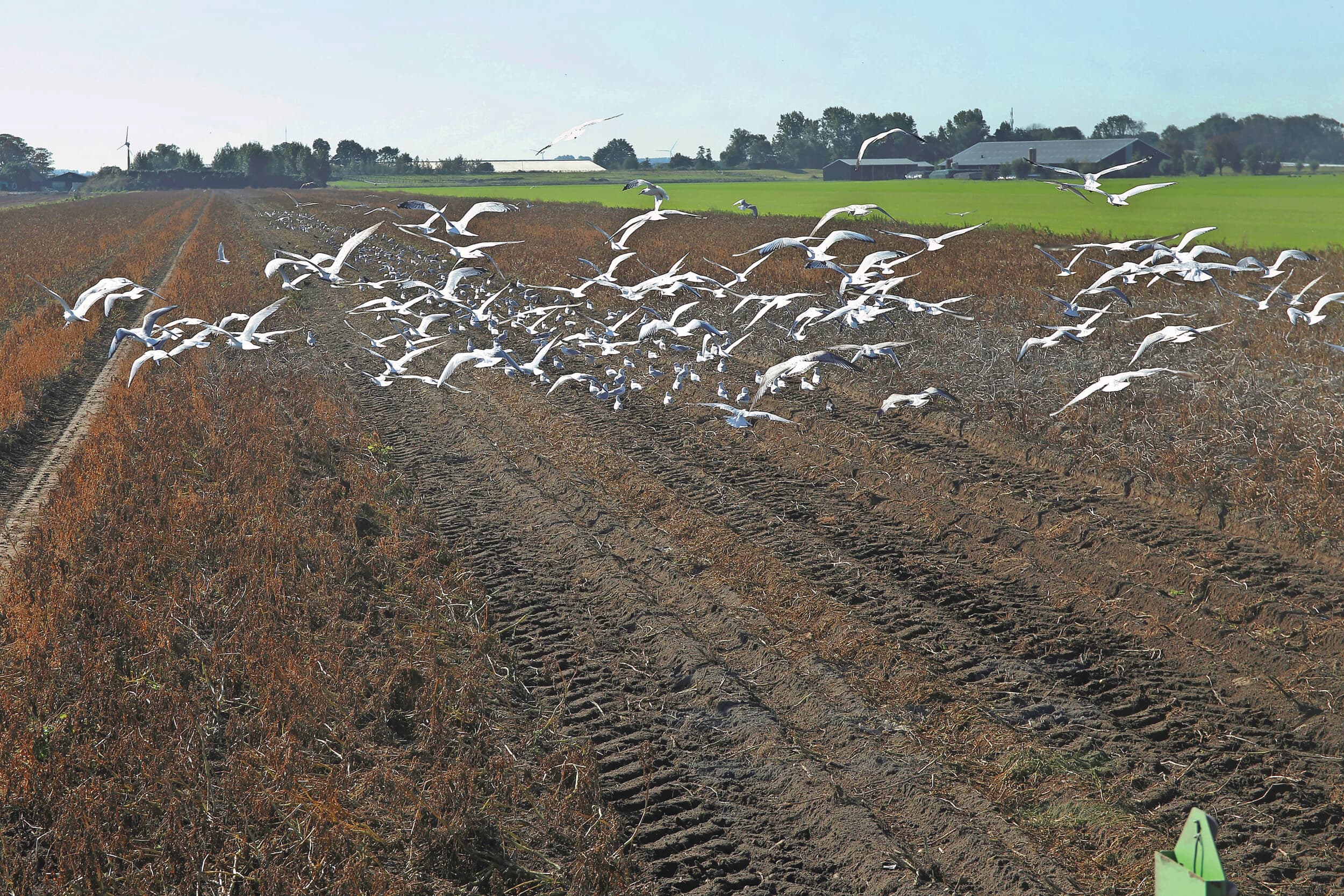 risico vogelgriep ophokplicht