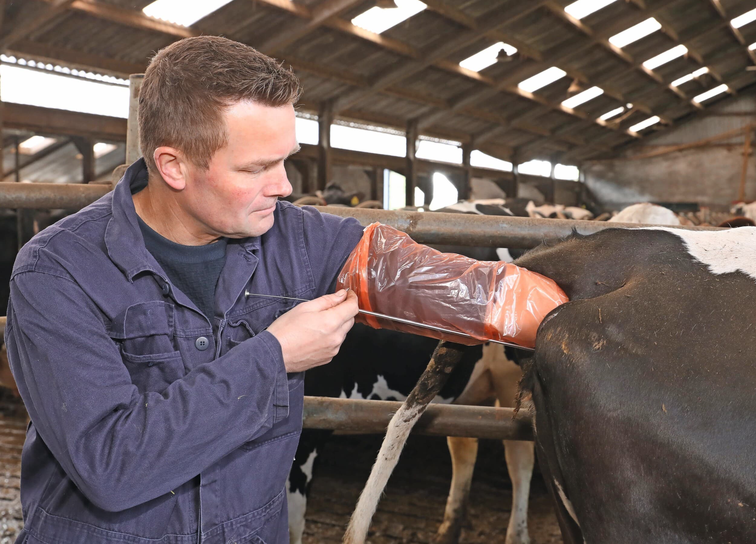 Melkveehouder Remco Regelink selecteert koeien waar hij een vaarskalf van wil aanhouden en insemineert ze met gesekst sperma van Holsteinstieren. De andere koeien gaan onder Belgisch witblauw en het meeste jongvee onder Black Angus. Ook hier gebruikt hij gesekst sperma, maar dan voor mannelijke nakomelingen. Foto's: Henk Riswick
