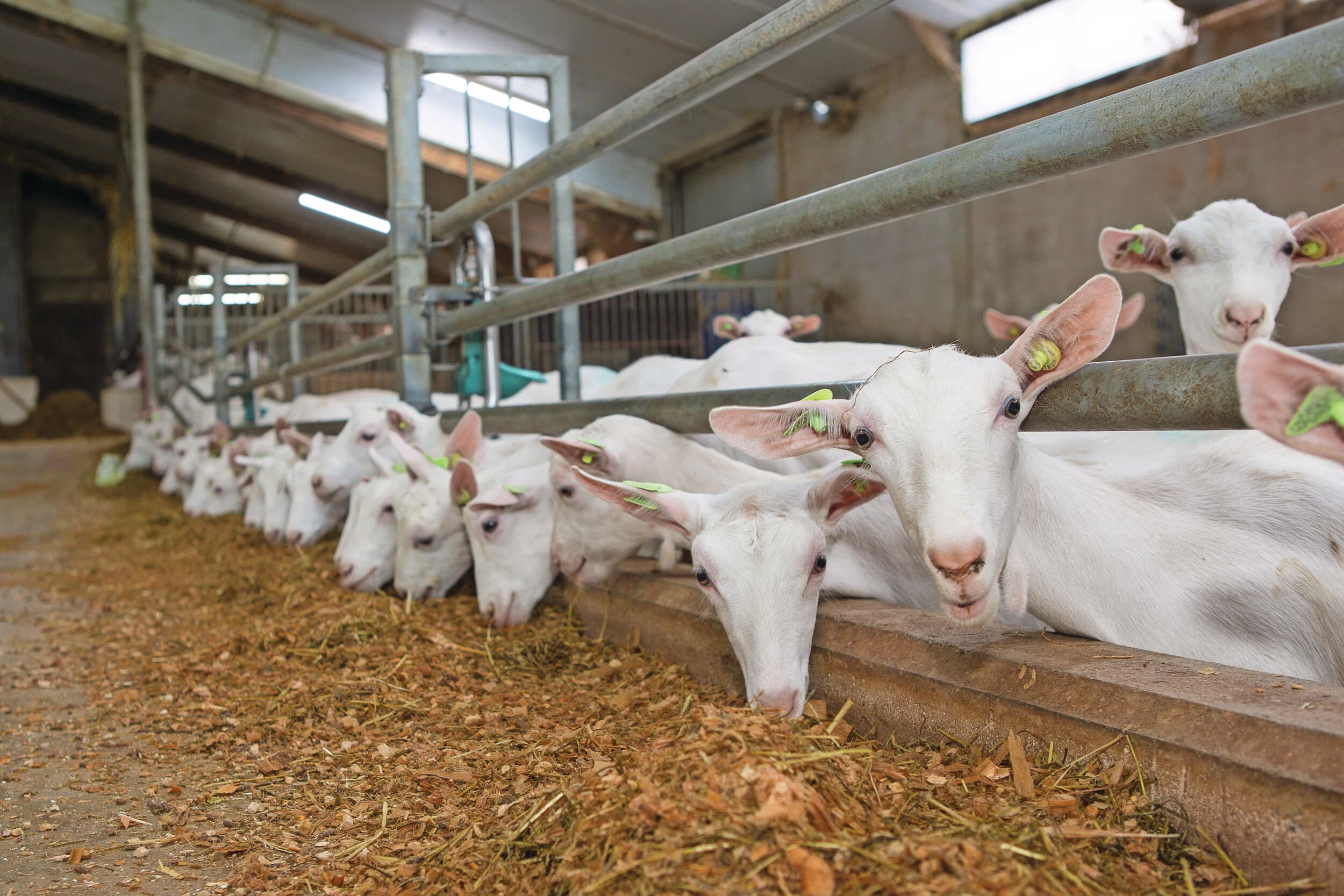 stalmaatregelen geitenhouderij