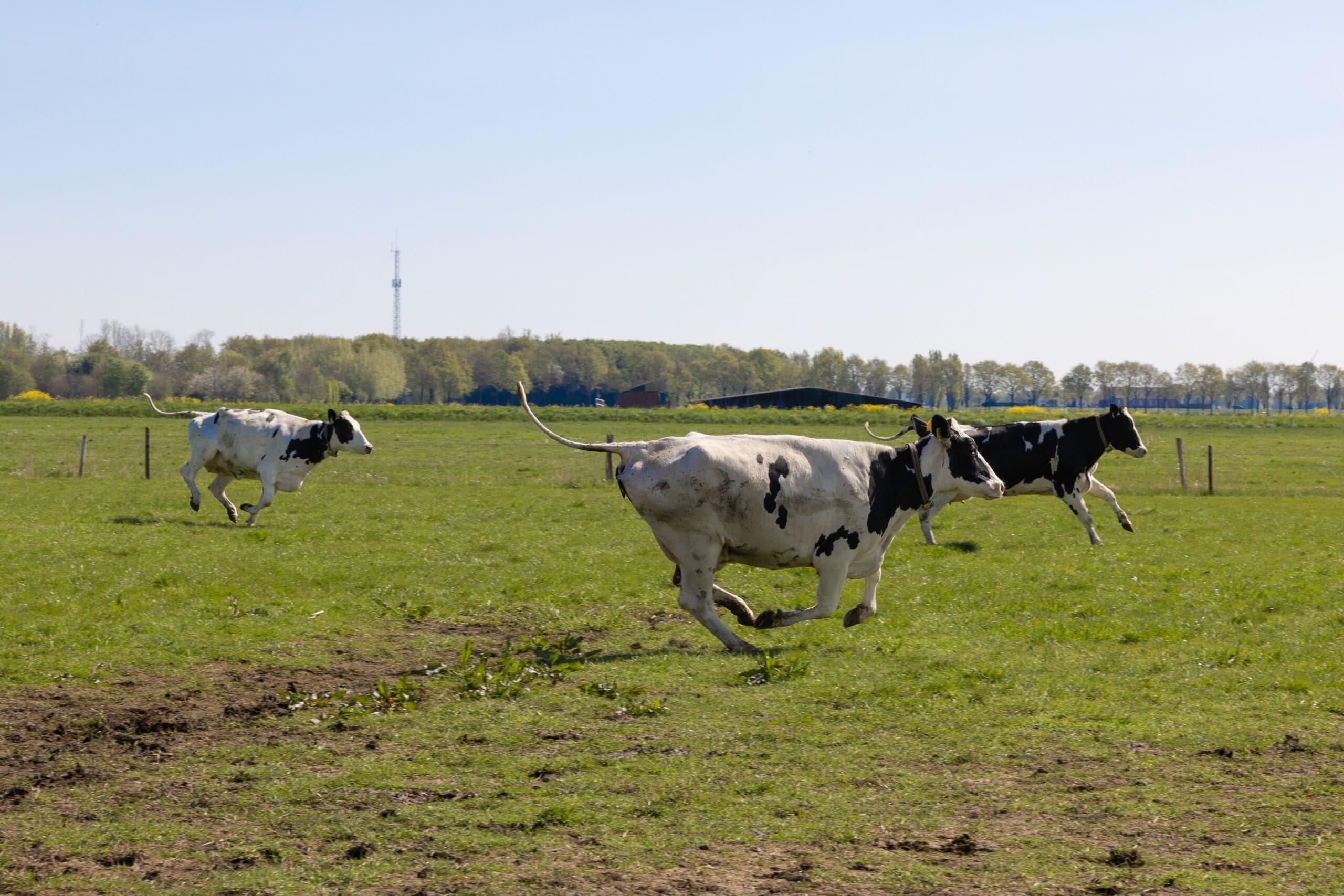 ‘Dansende koeien beter dan boze boeren’