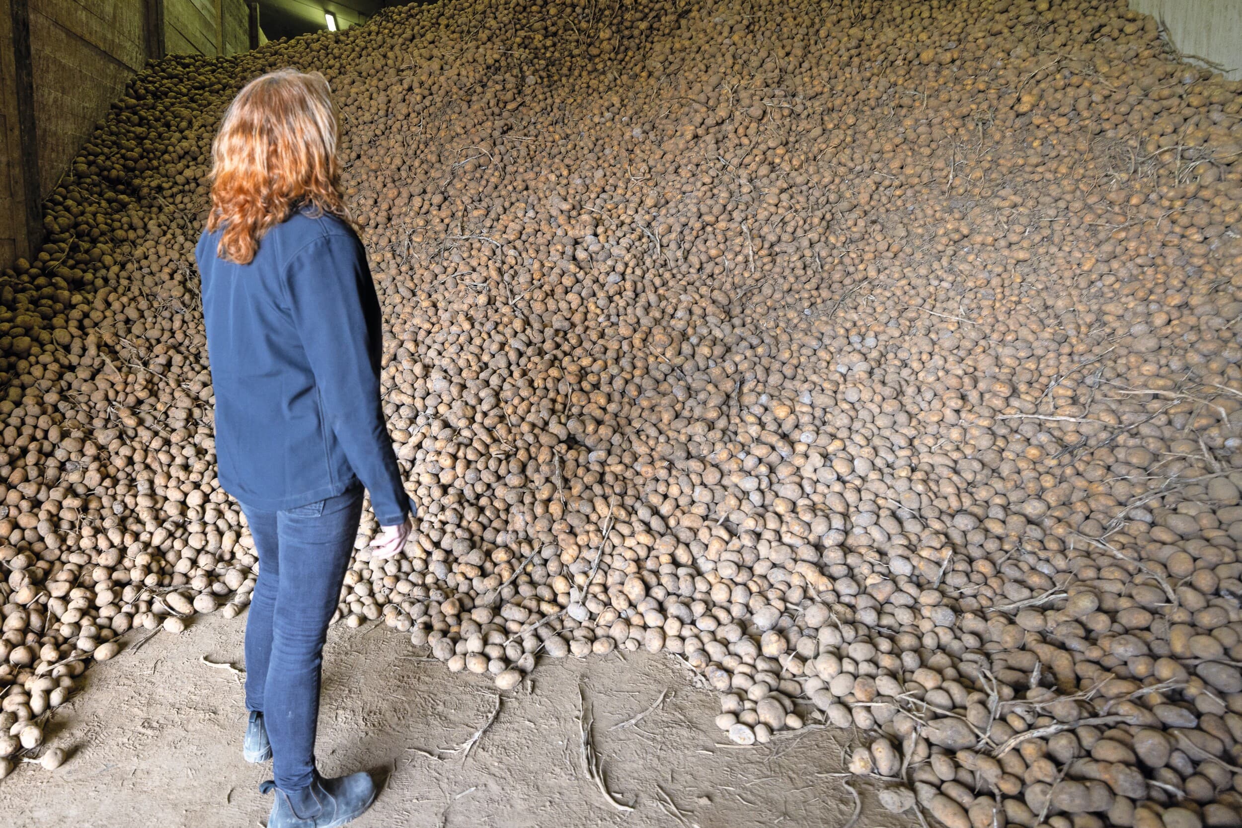 Akkerbouwer Diny Oomen heeft een overschot van 800 ton aardappelen. Ze verkoopt ze in haar boerderijwinkel en deed mee aan de actie van No Waste Army. Ook bij lokale veehouders zette ze een deel af. Uitrijden is geen optie, zegt ze. Foto's: Peter Roek