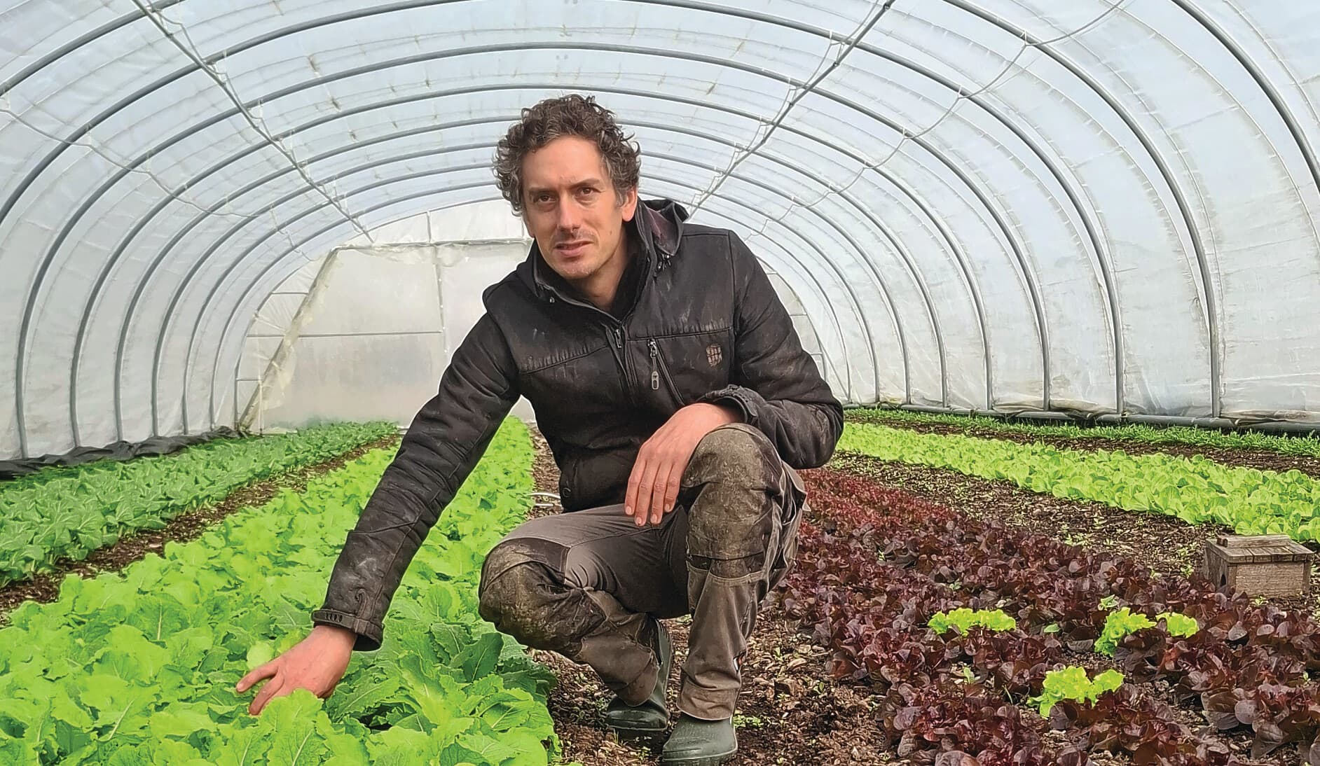 Lieven Devreese tussen de bladgewassen in een van zijn tunnels. Het geheim van Devreese is even simpel als bijzonder: hij teelt groenten uitsluitend voor het plaatselijke ziekenhuis AZ Zeno. Foto's: Tonnis van der Veen
