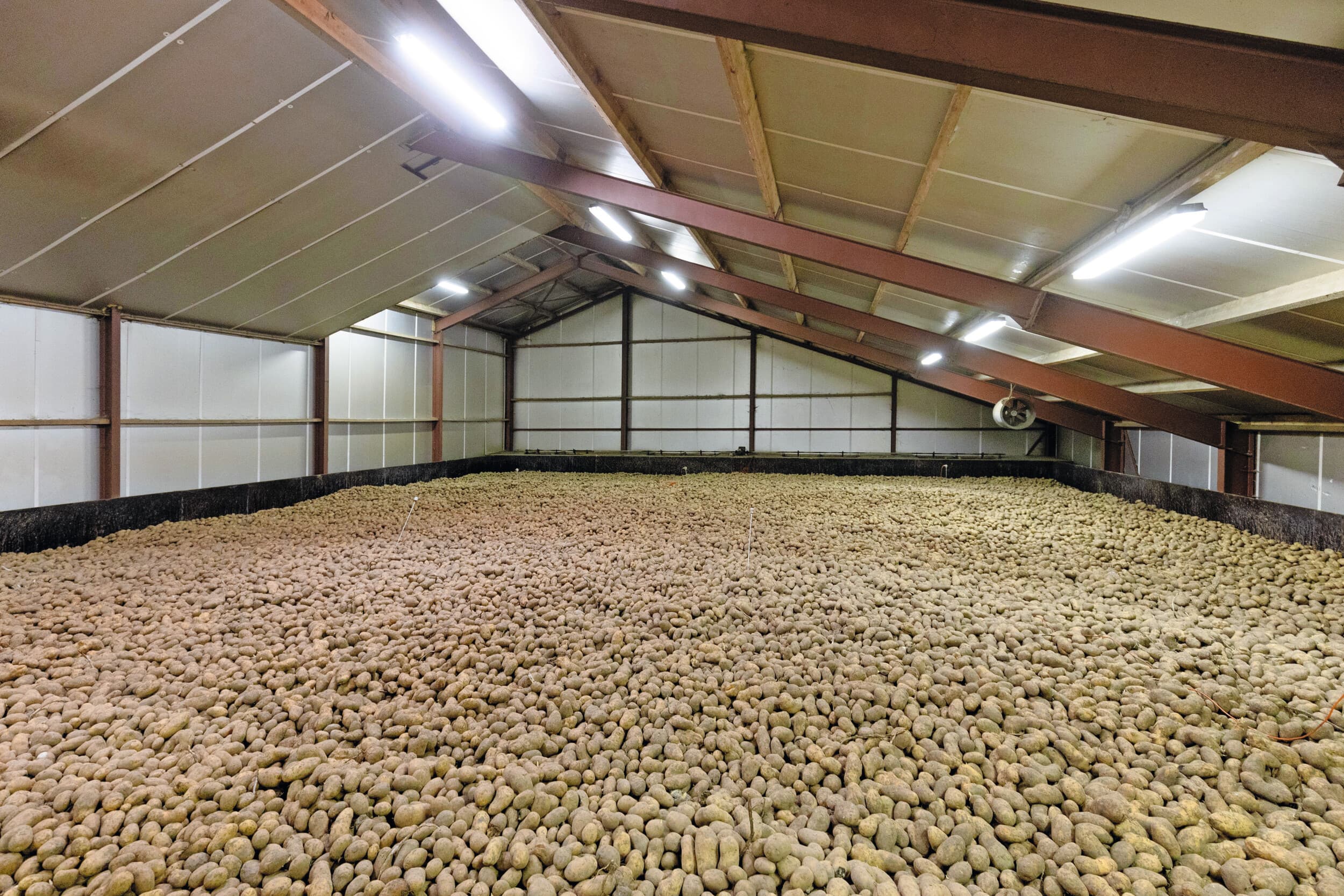 Aardappelen in bewaring. Foto: Chris Klaasse Bos
