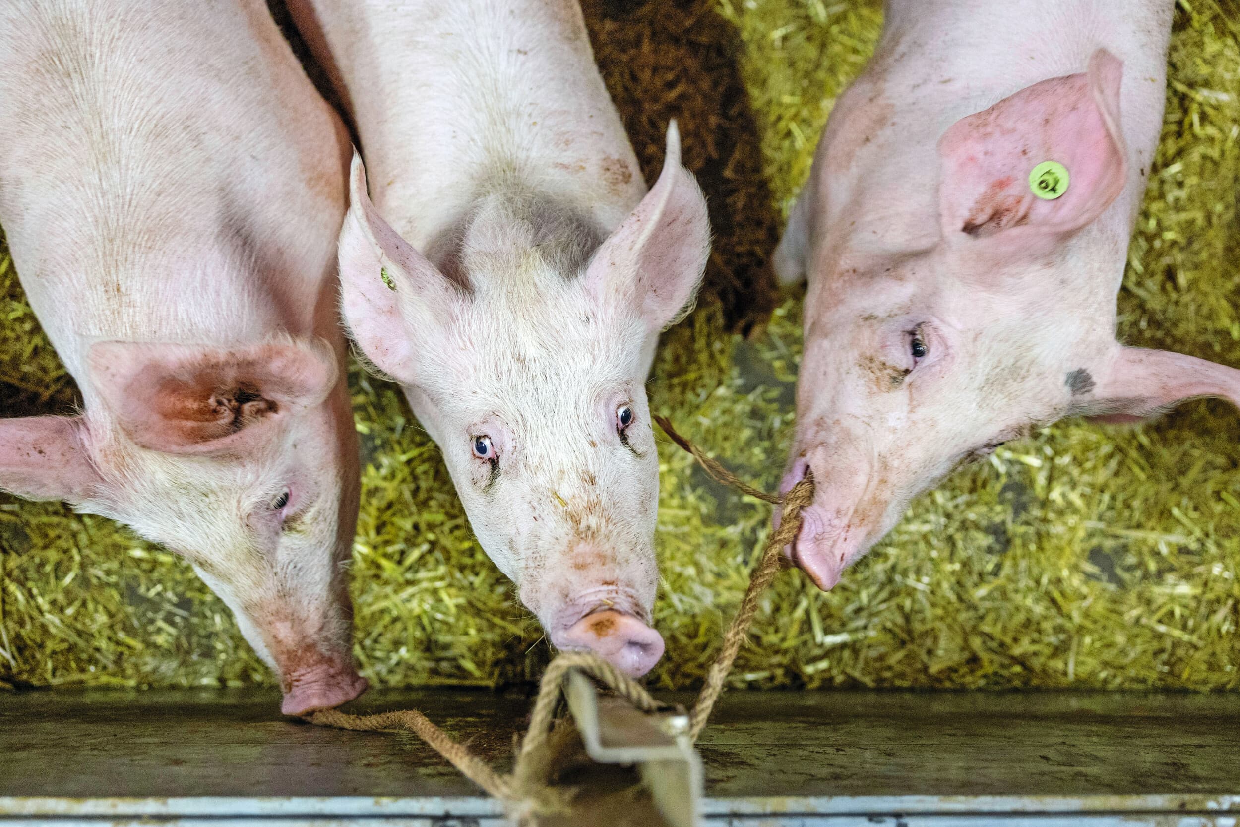 hogere dierenwelzijnsnorm Nederlandse veehouderij
