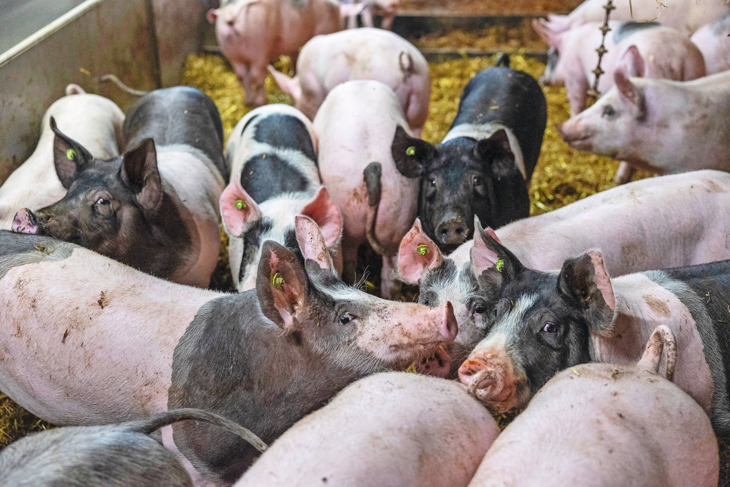 De geur van varkens wordt niet door iedereen als prettig ervaren. Foto ter illustratie: Herbert Wiggerman