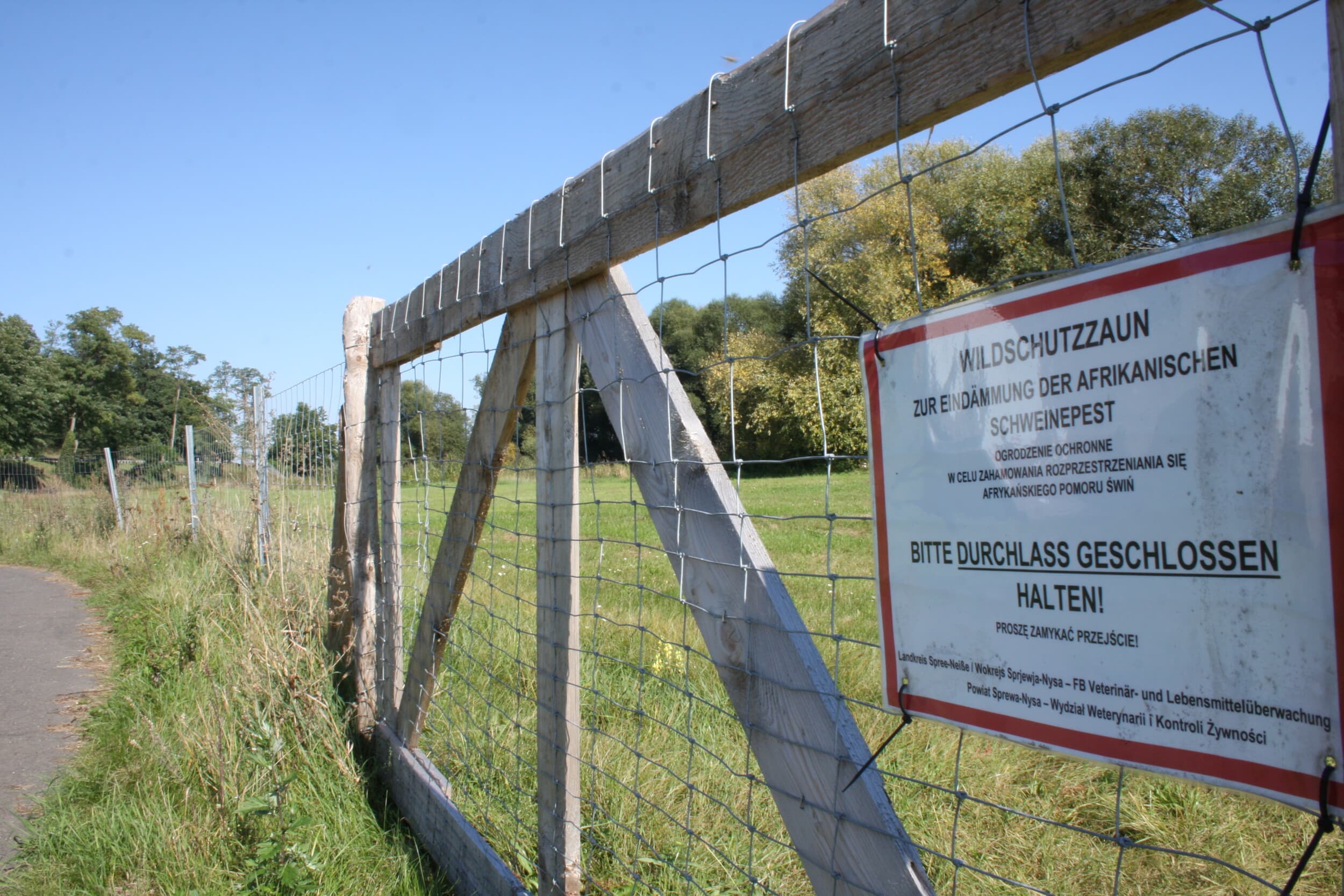 Afrikaanse varkenspest Duitsland Polen varkens