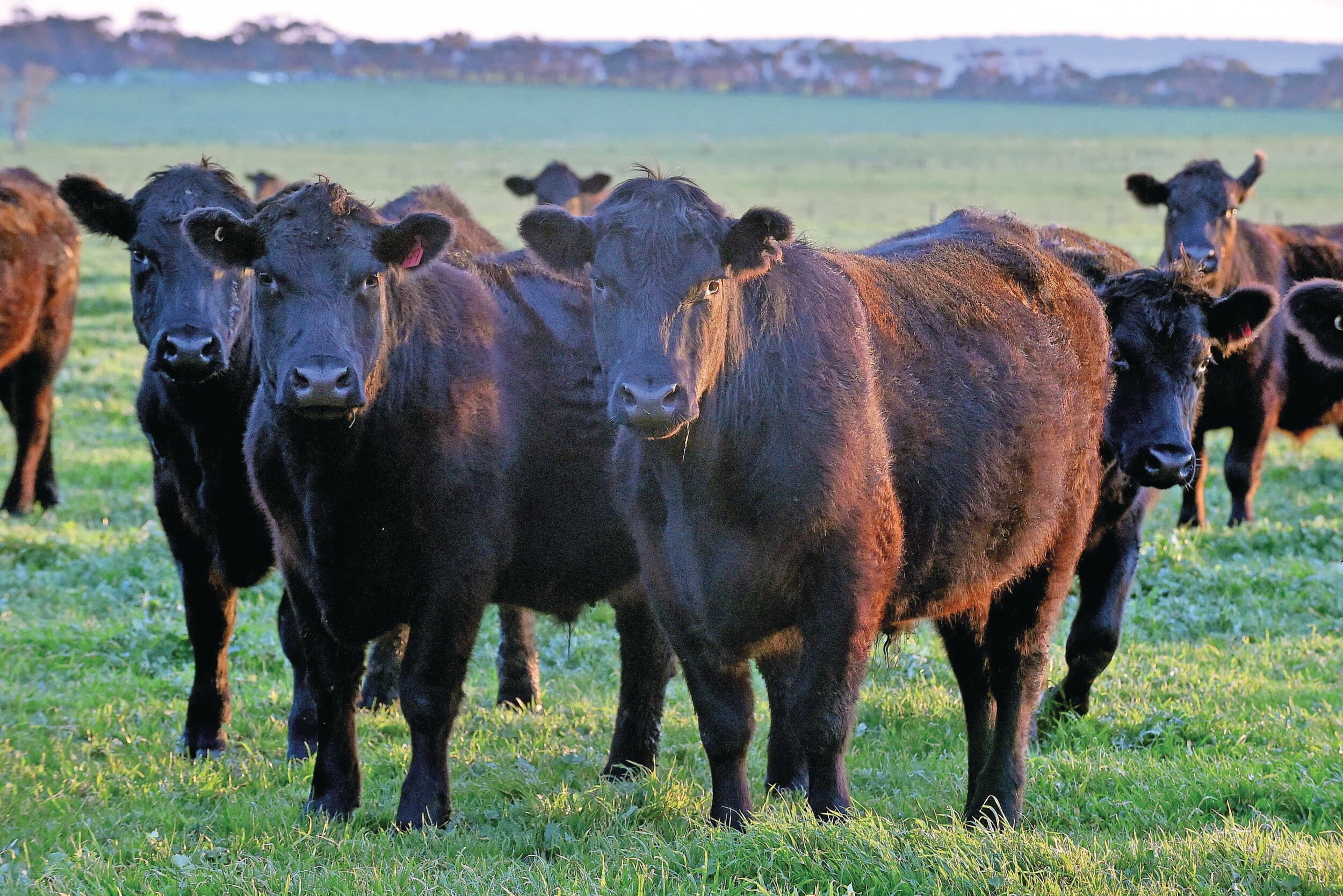 Black Angus-runderen in Australië. Het grootste aantal runderslachtingen in jaren in combinatie met hoge prijzen zorgt ervoor dat de Australische rundvleessector piekt. Foto: ANP