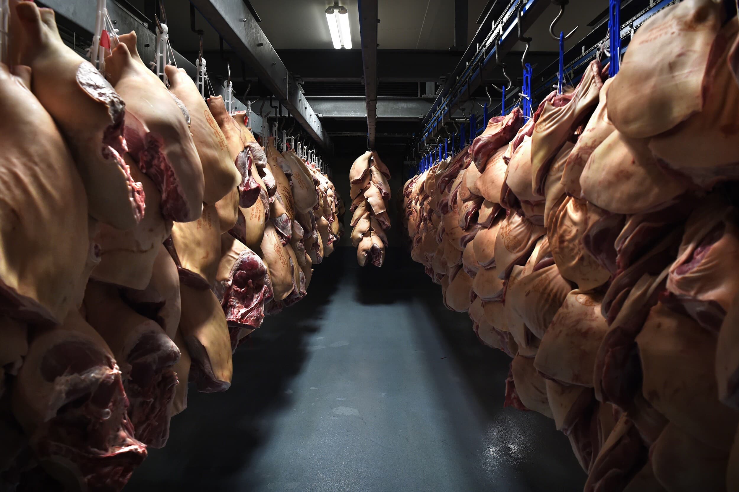 De productie van varkensvlees in Brazilië groeide in 2025 met 5% naar 5,59 miljoen ton. De export nam met 12% toe tot 1,51 miljoen ton. Foto ter illustratie. Foto: ANP