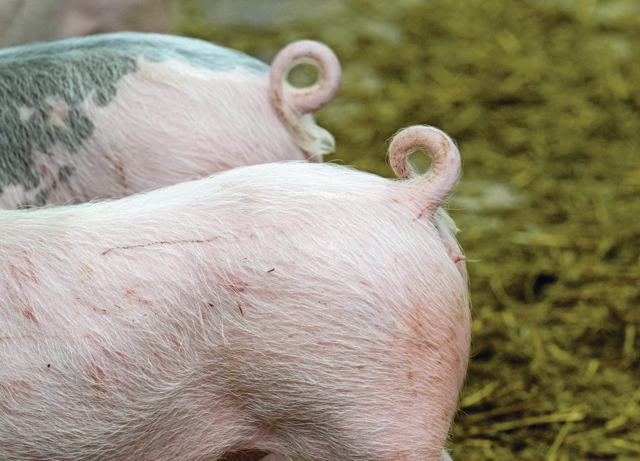 Varkens met krulstaarten. Varkenshouders konden binnen een aantal EIP-projecten kennis en ervaring opdoen met het houden van varkens met krulstaarten. Foto: Cor Salverius Fotografie