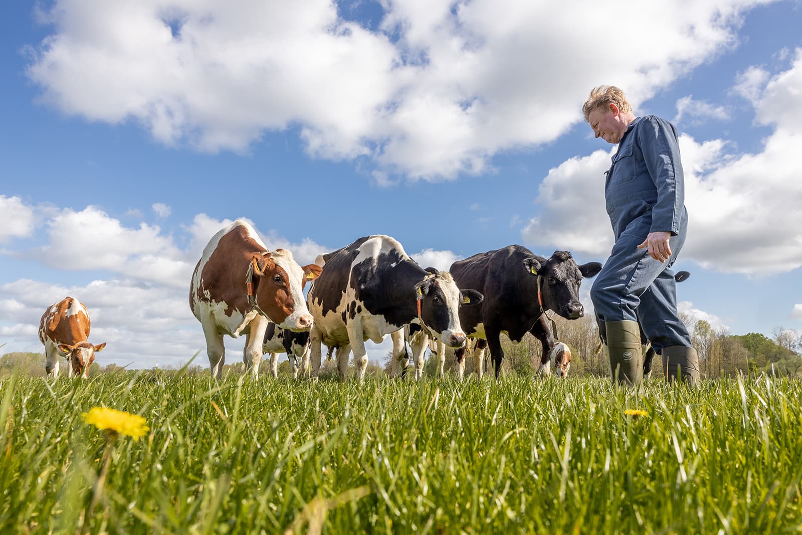Melkveehouder Wim Jennissen. Foto's: FrieslandCampina