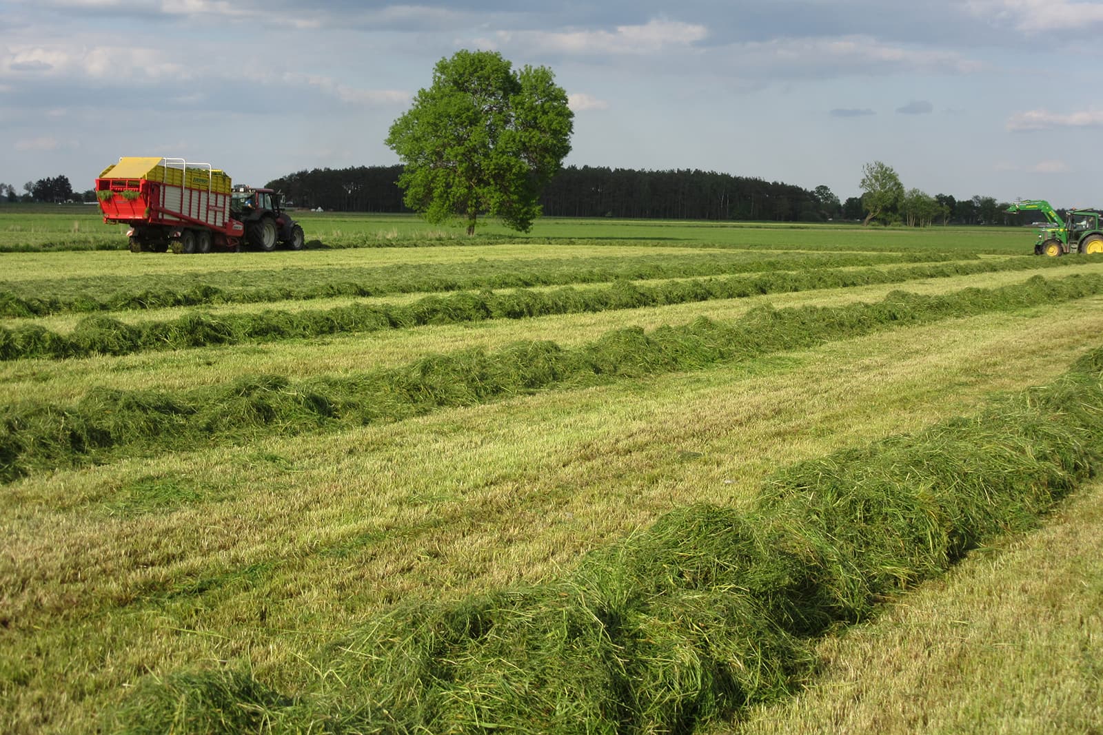 Foto's: Barenbrug