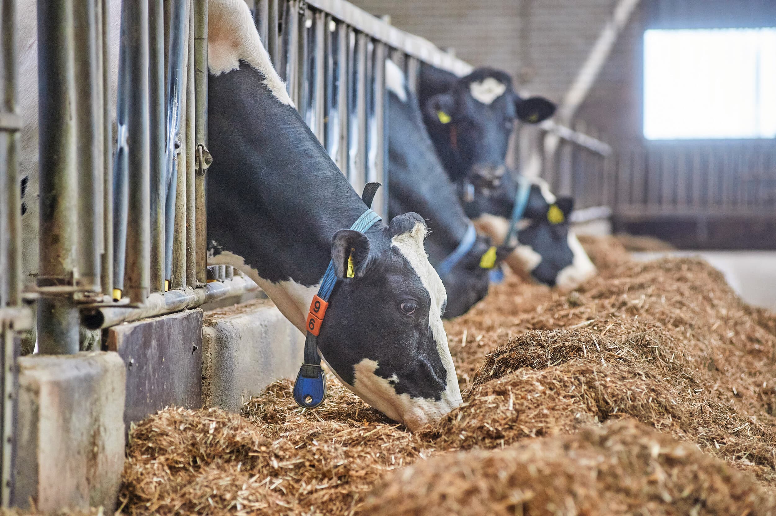 ForFarmers stelt dat toevoegen van PensKracht aan het rantsoen leidt tot 1,4 kilo meer melk per koe per dag. Foto: Van Assendelft