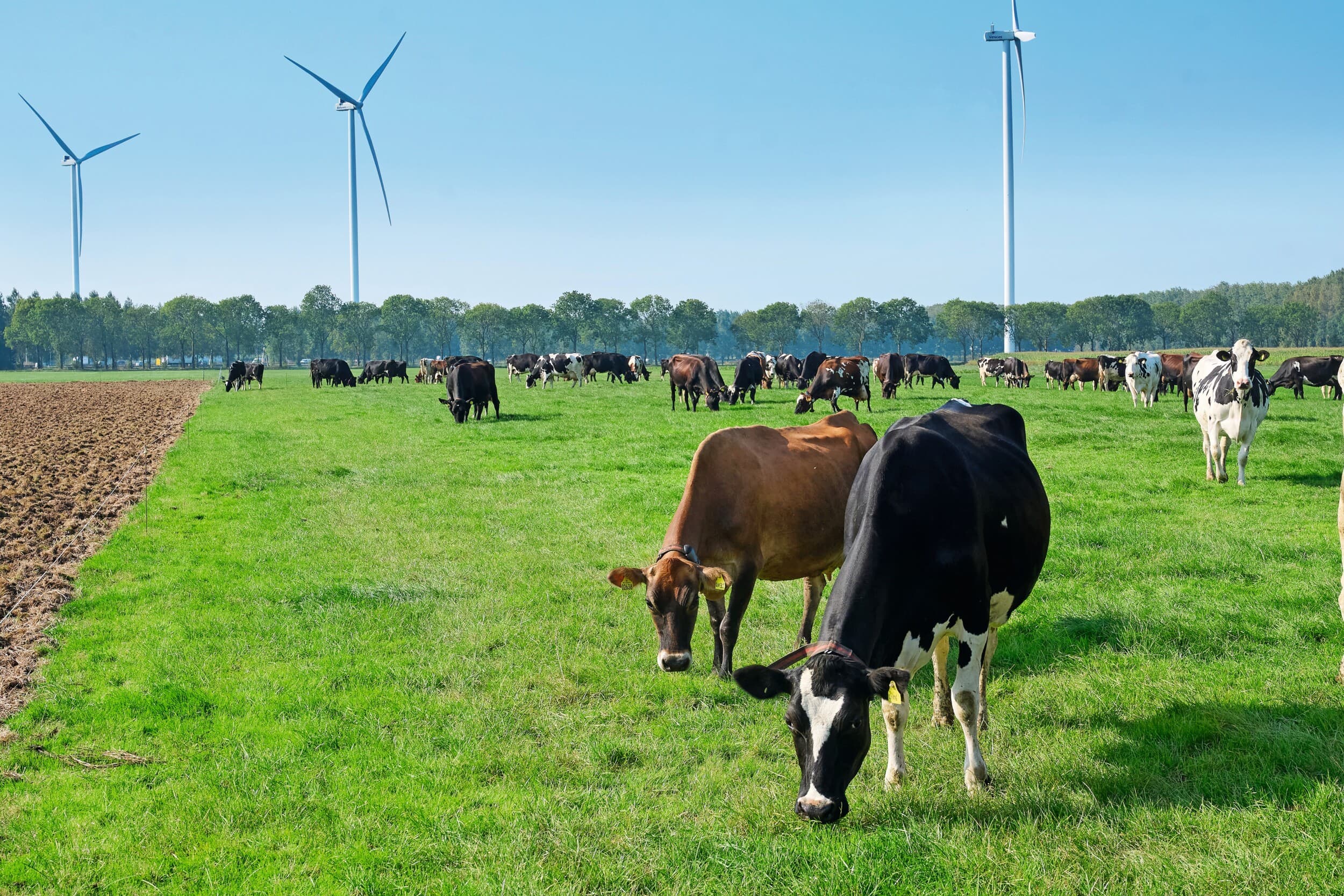 subsidie kleinschalige renureproductie