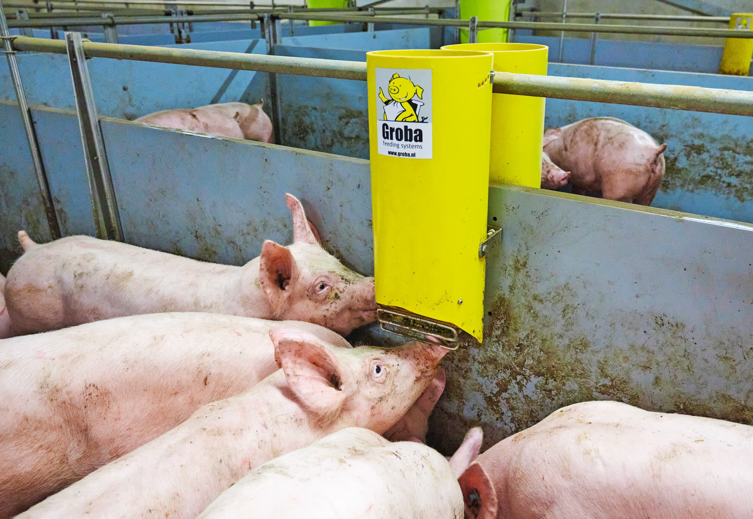 Foto ter illustratie. De opbrengstprijs van Beter Leven-varkens staat dit jaar ook onder druk, net als van de gangbare varkens. Het verschil tussen de Beter Leven-keurmerk Fair Prijs en de roepprijs van Varken op z’n Best is gegroeid tot €0,65 begin dit jaar. Foto: Van Assendelft fotografie
